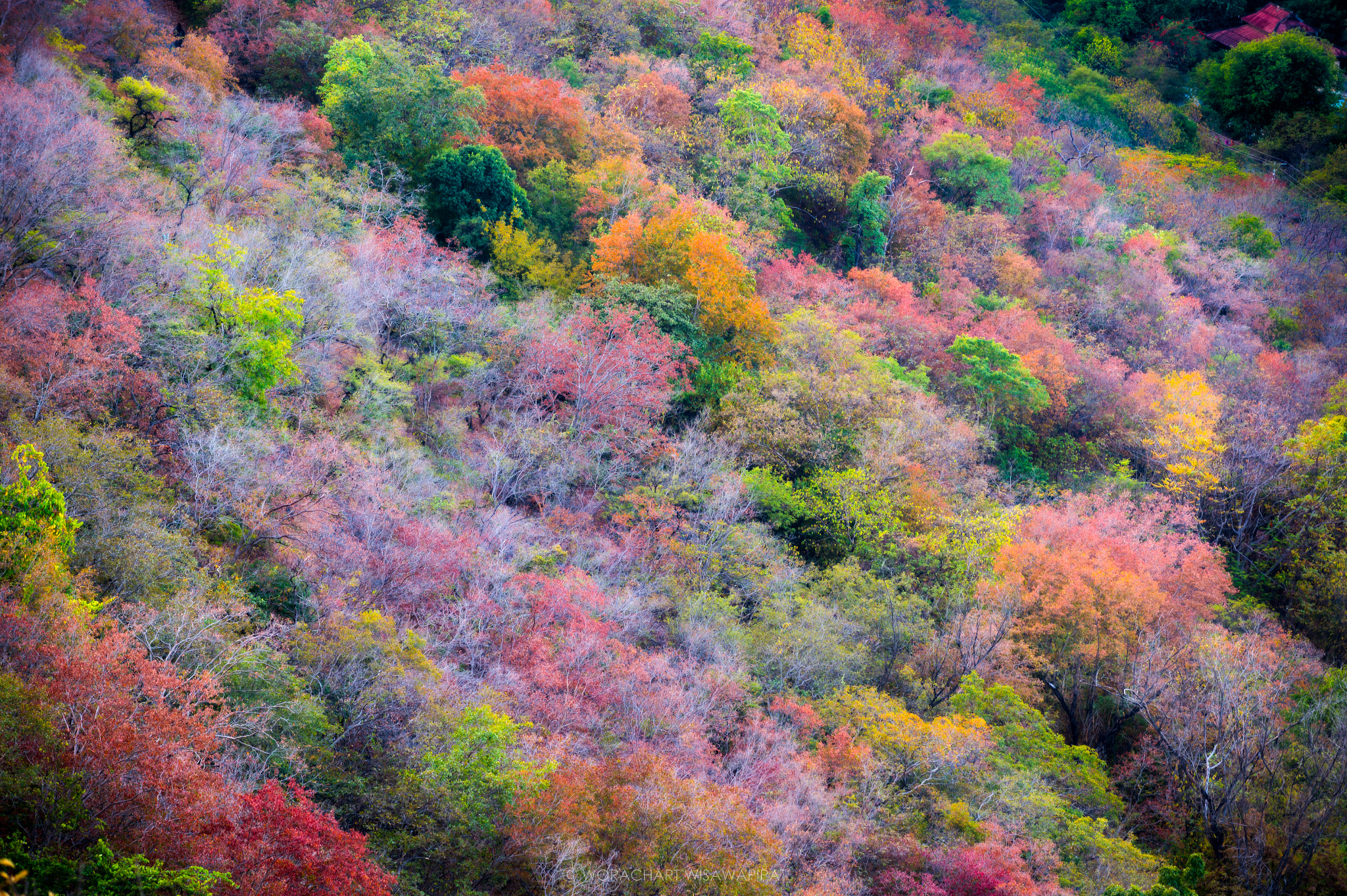 Nikon AF-S Nikkor 70-200mm F4G ED VR sample photo. Mandalay autumn photography