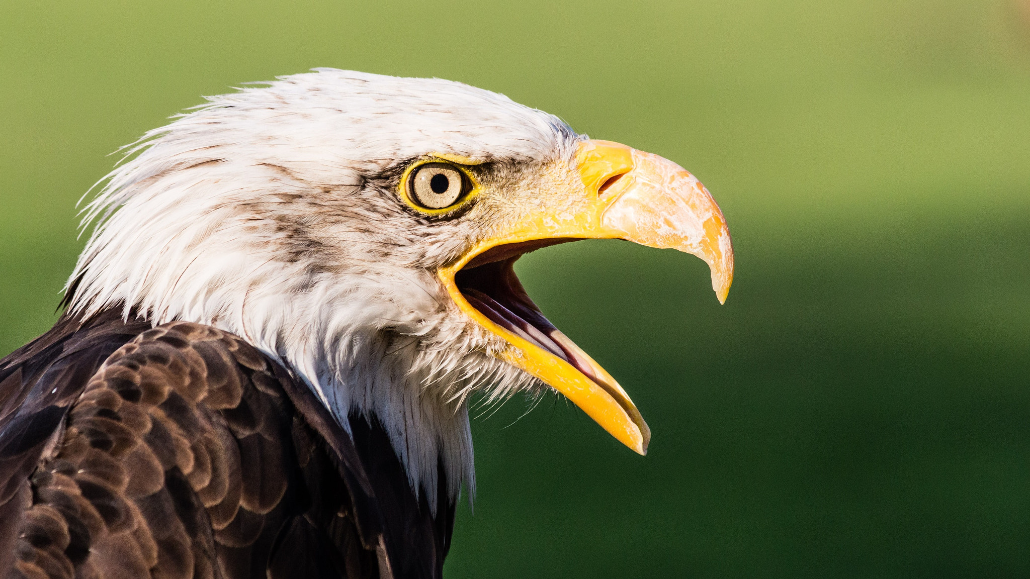 Canon EF-S 55-250mm F4-5.6 IS sample photo. Bald eagle photography