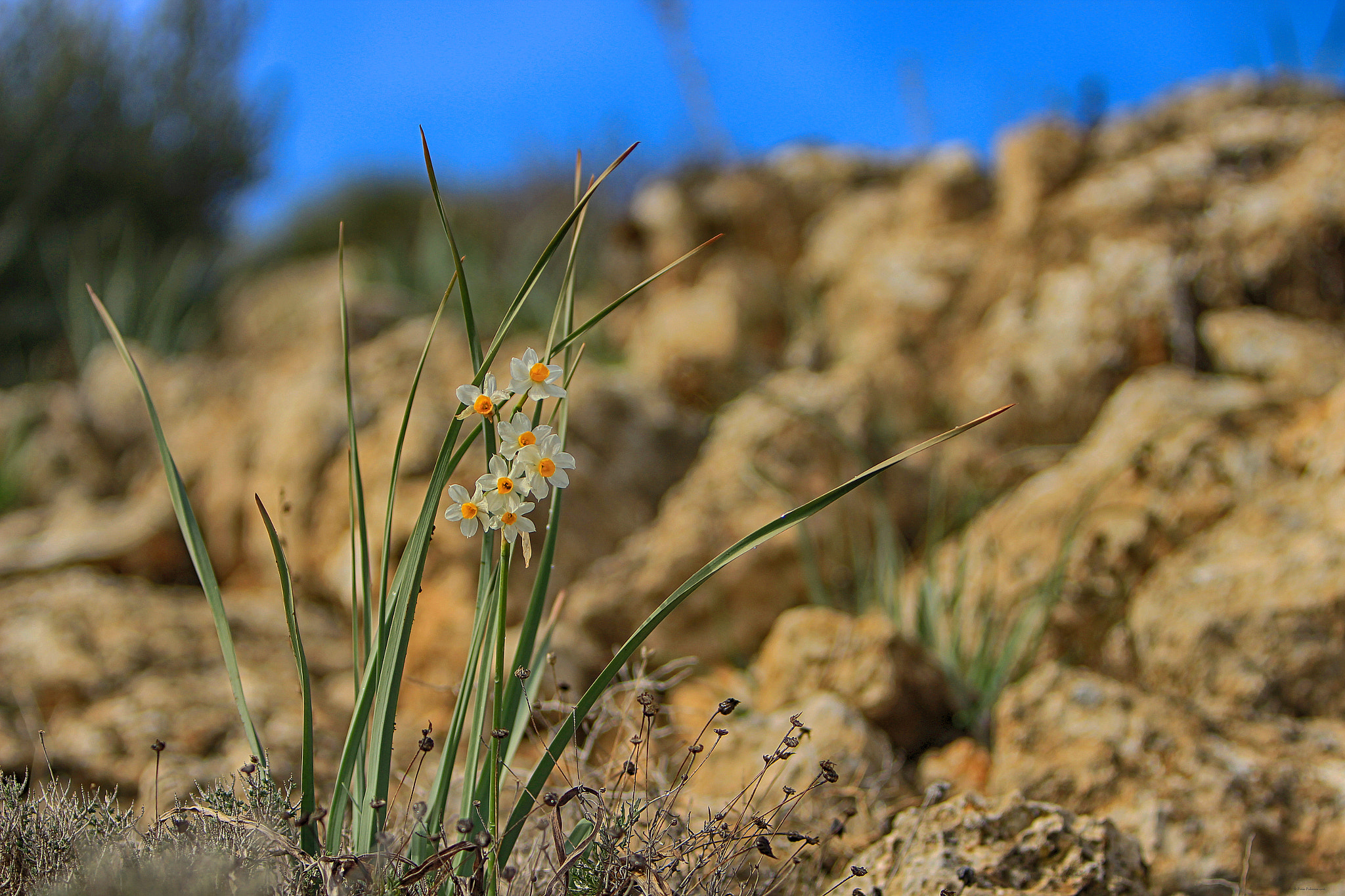 Canon EF 70-200mm F2.8L IS USM sample photo. Flora of cyprus photography