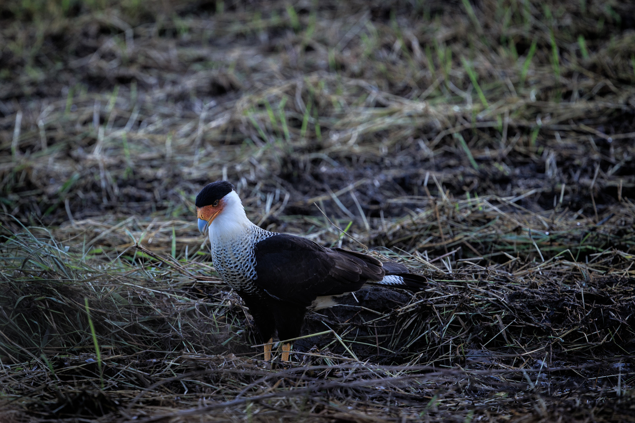 Canon EF 400mm F4 DO IS II USM sample photo. Crested caracara photography
