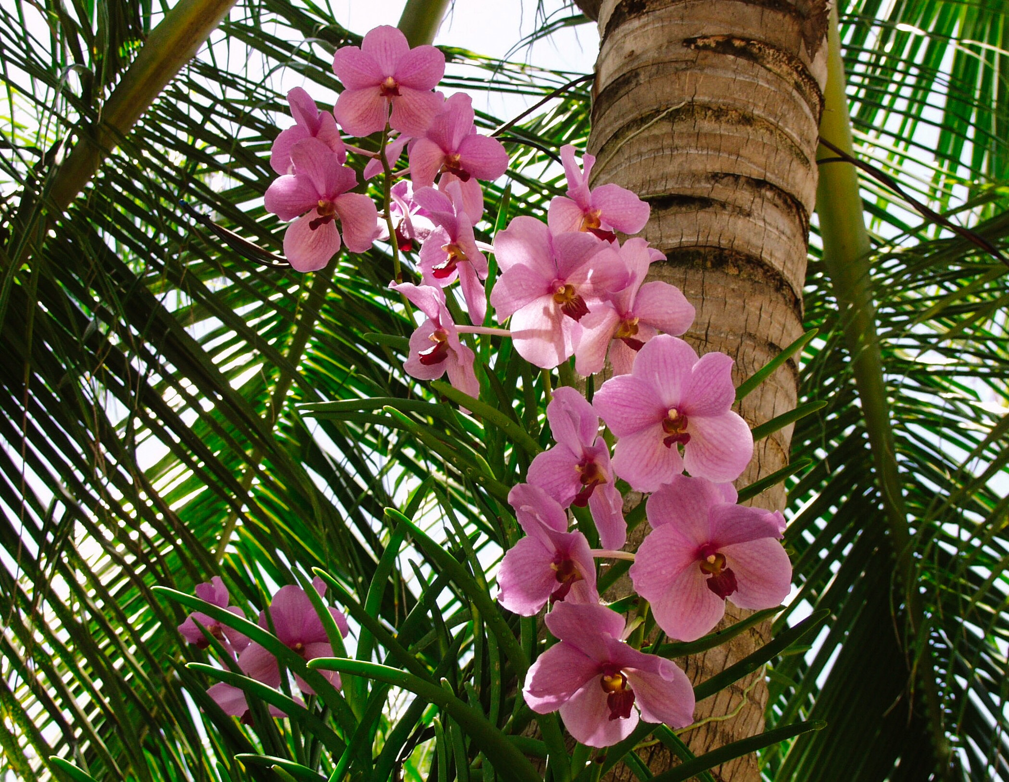 Olympus E-10 sample photo. Orchids photography