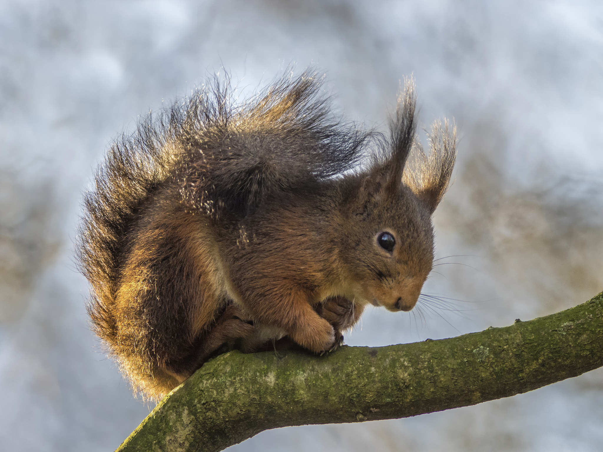 Olympus OM-D E-M1 + OLYMPUS 300mm Lens sample photo. Squirrel in the wind photography