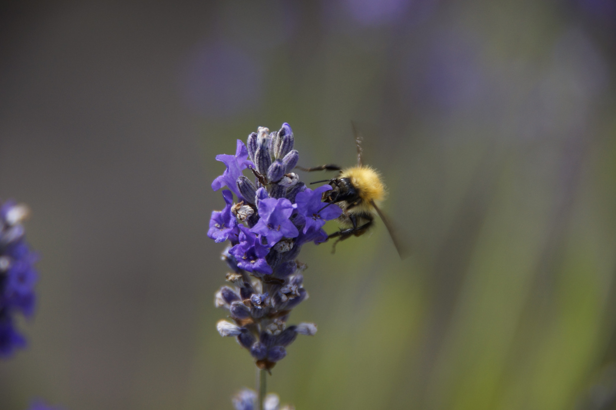 Sony SLT-A77 + Tamron Lens (255) sample photo. Lavender honey, photography