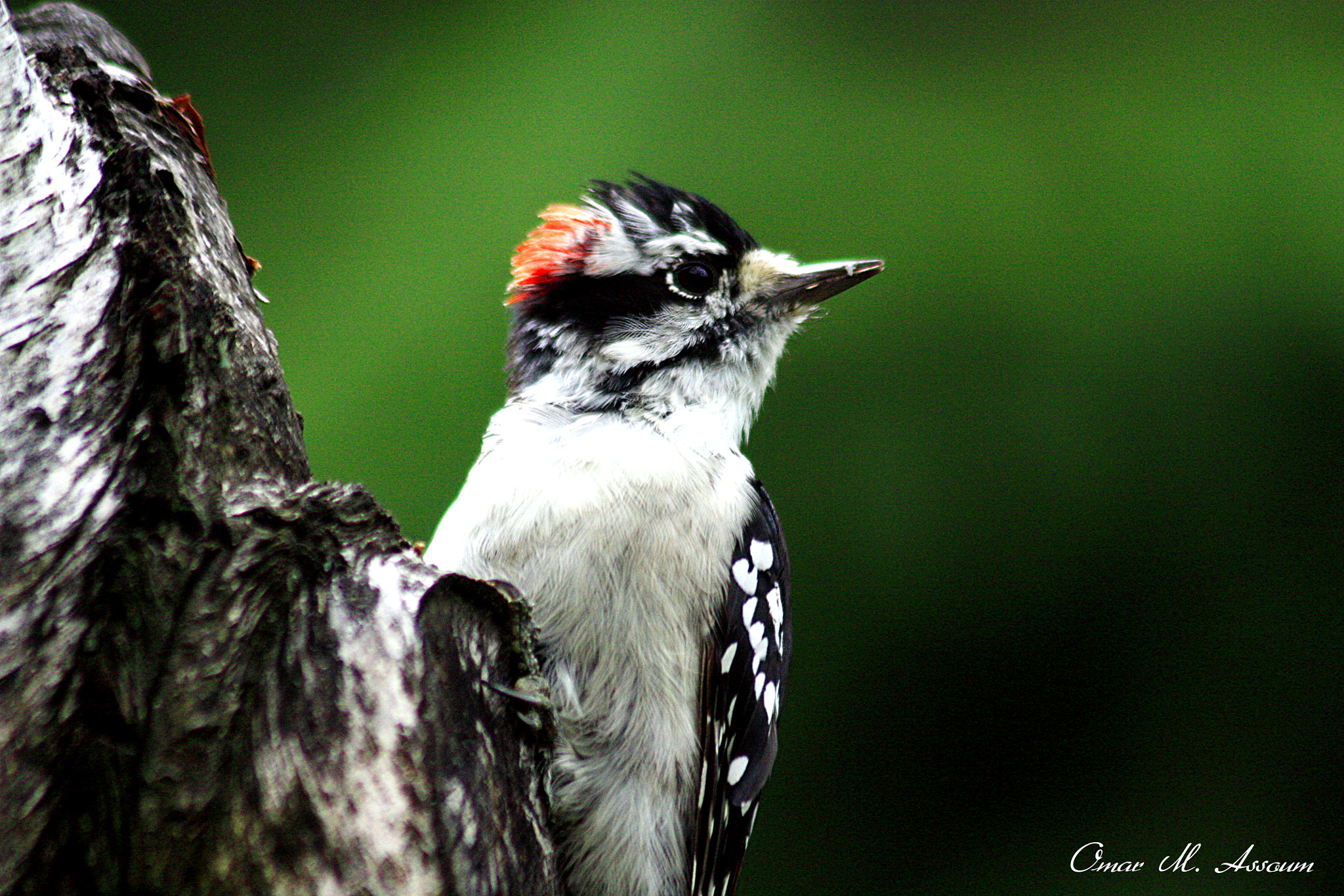 Canon EF 75-300mm F4.0-5.6 IS USM sample photo. Curious photography