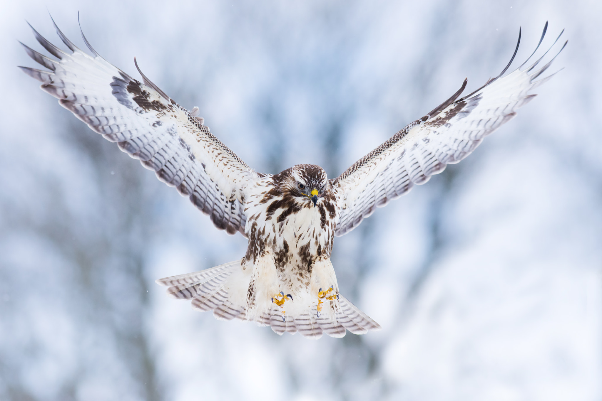 Nikon AF-S Nikkor 300mm F2.8G ED-IF VR sample photo. Wings up photography