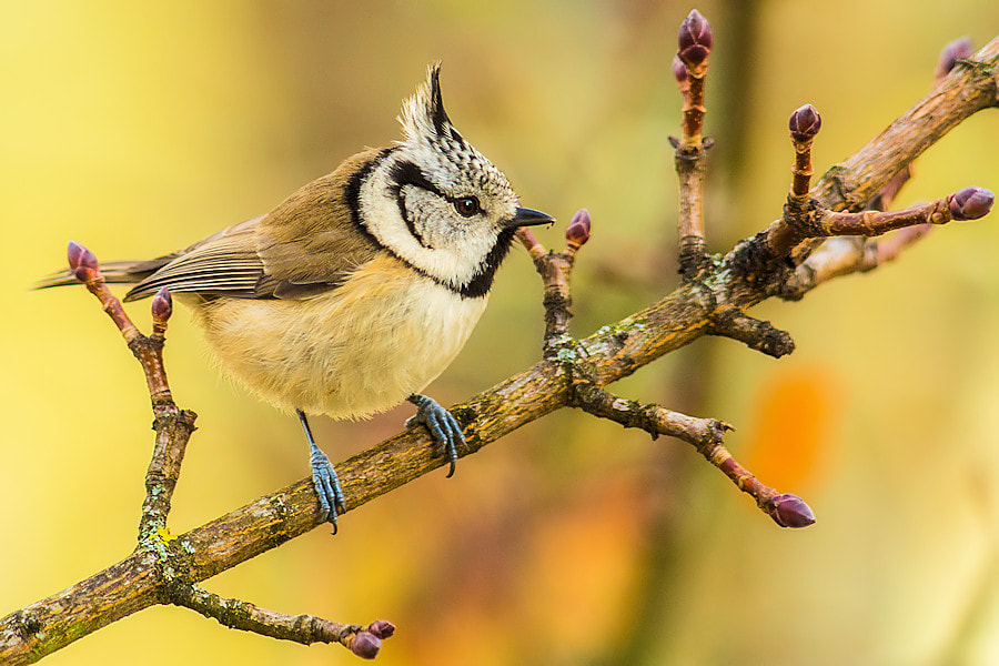 Canon EF 300mm F4L IS USM sample photo. Haubenmeise photography