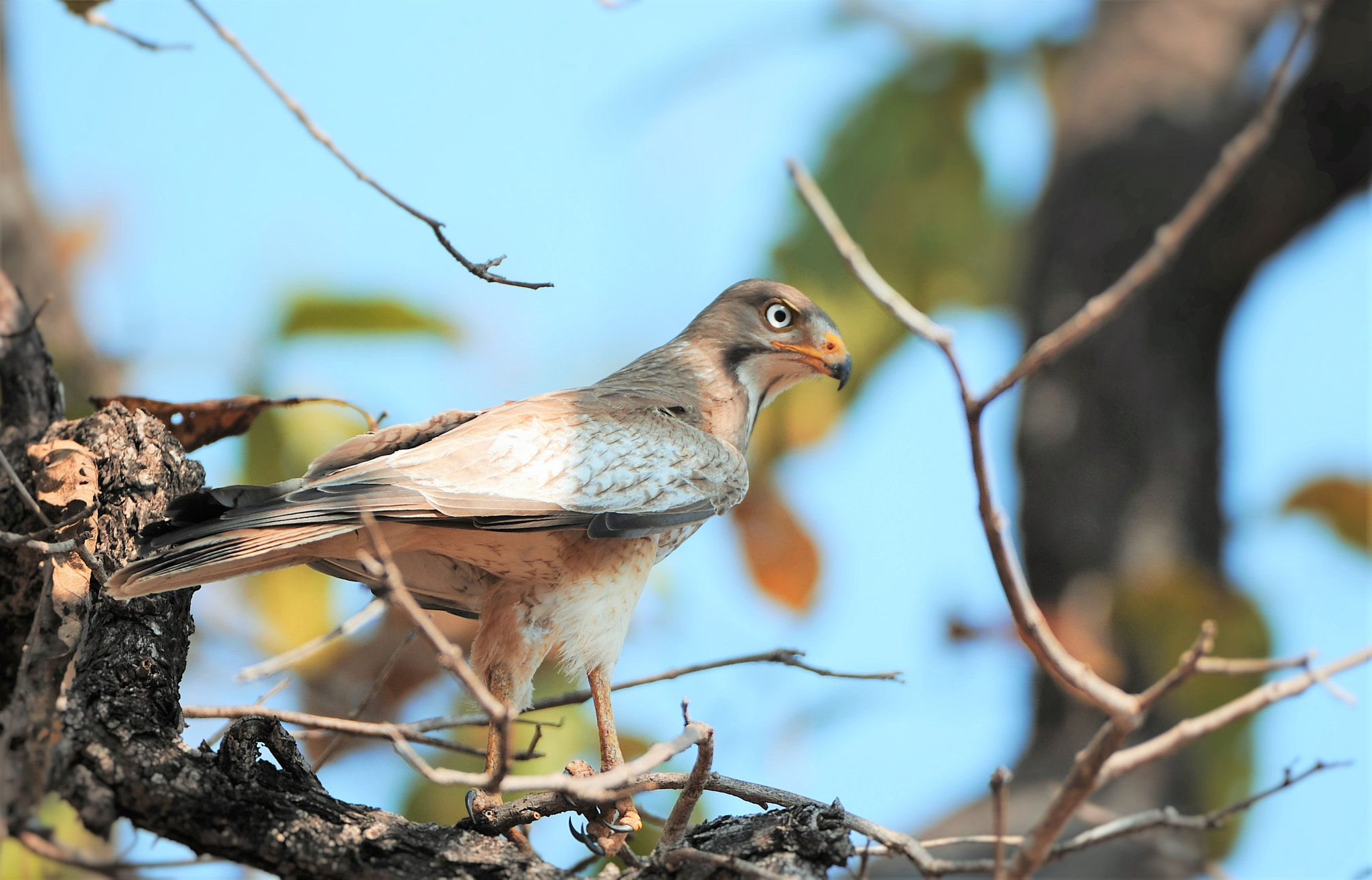 Nikon D3X sample photo. White eye bazard, photography