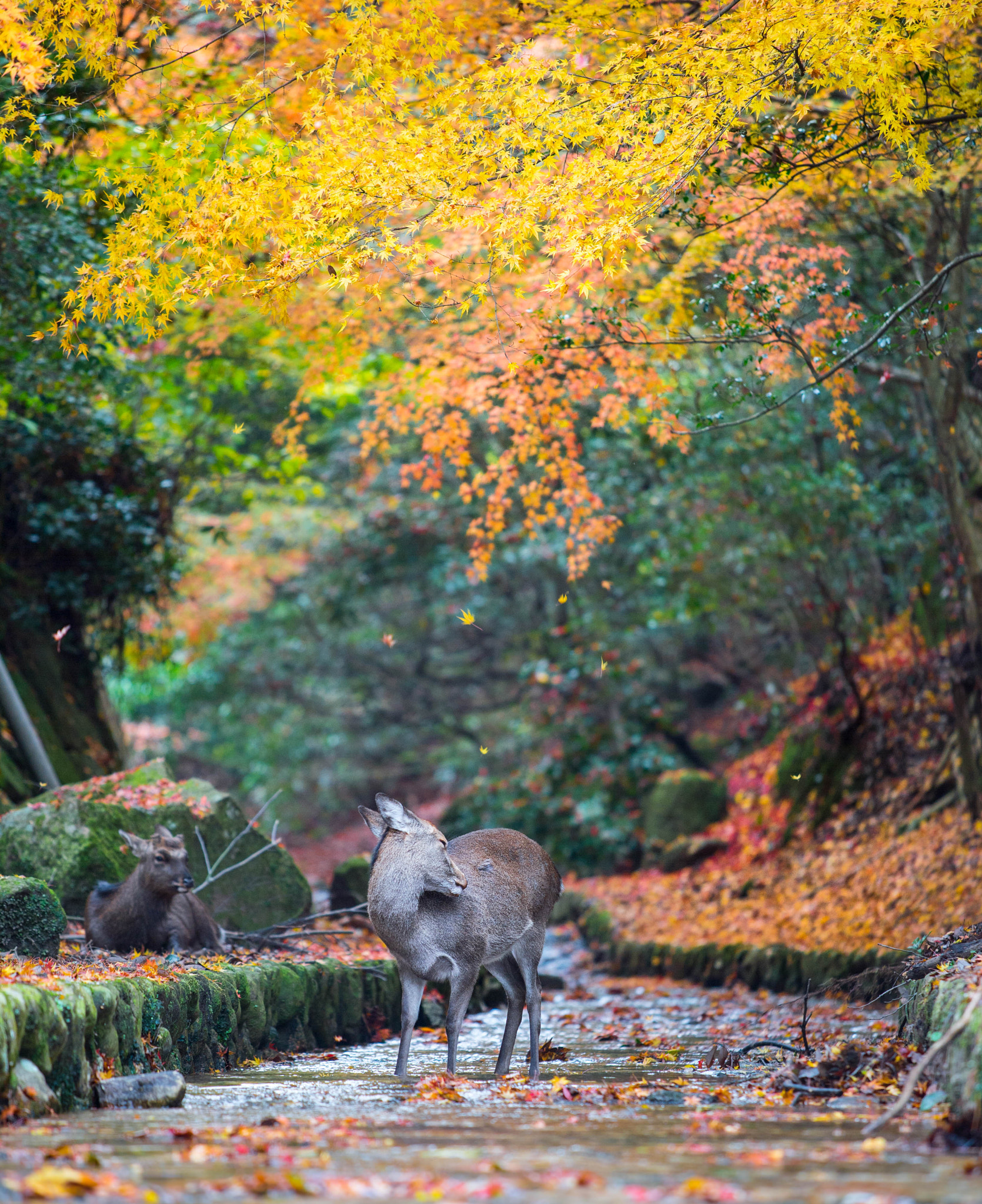 Nikon AF-S Nikkor 70-200mm F4G ED VR sample photo. Oh deer photography