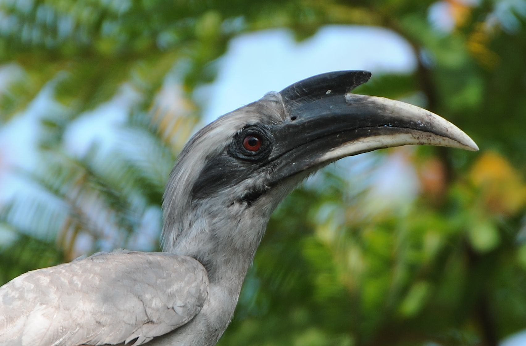 Nikon D3X sample photo. Grey horn-bill , photography
