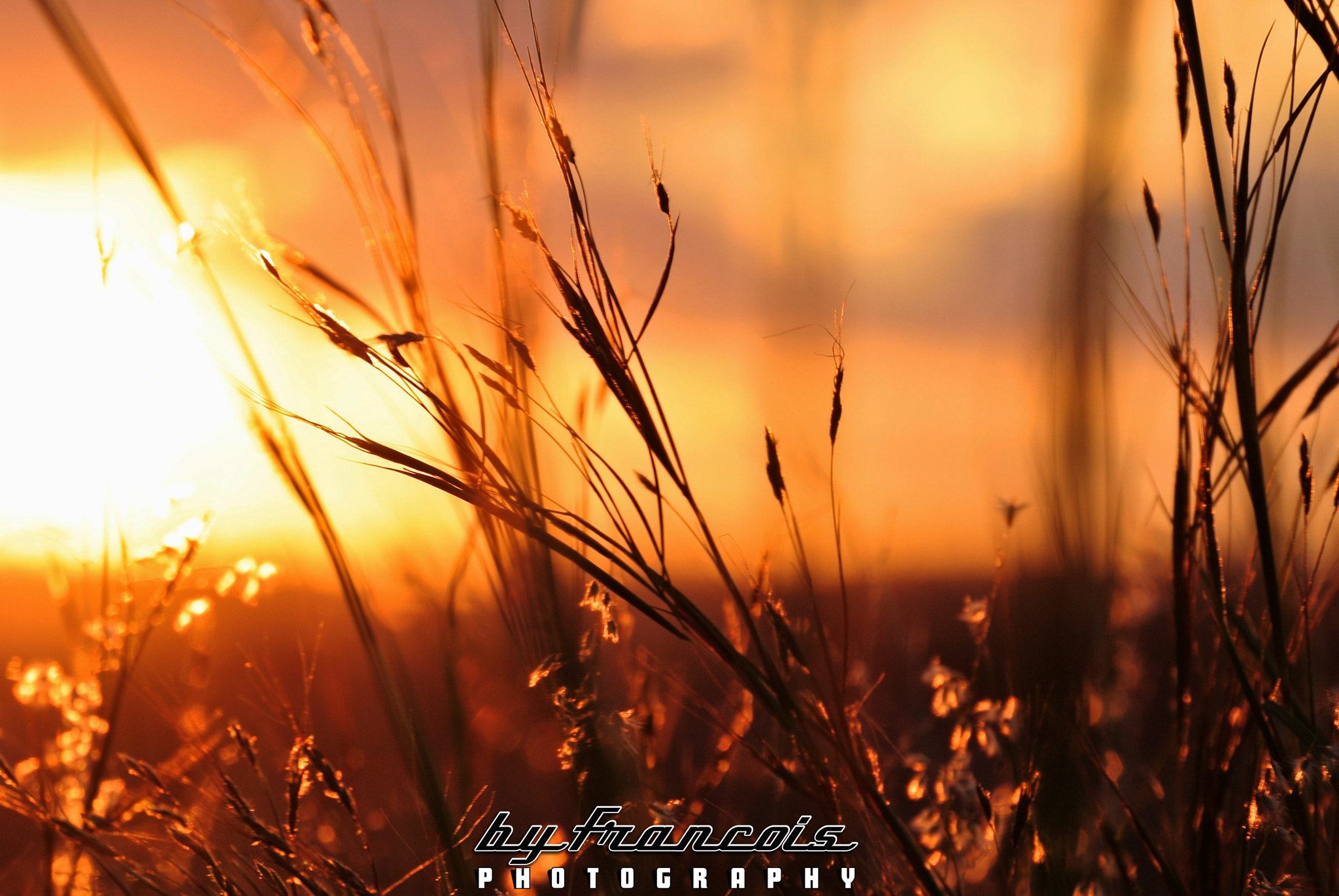 Nikon 1 Nikkor VR 30-110mm F3.8-5.6 sample photo. Sunset through grass photography