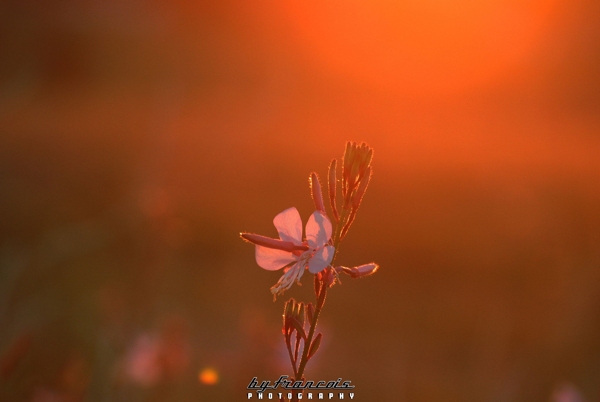 Nikon 1 Nikkor VR 30-110mm F3.8-5.6 sample photo. Wild flower photography