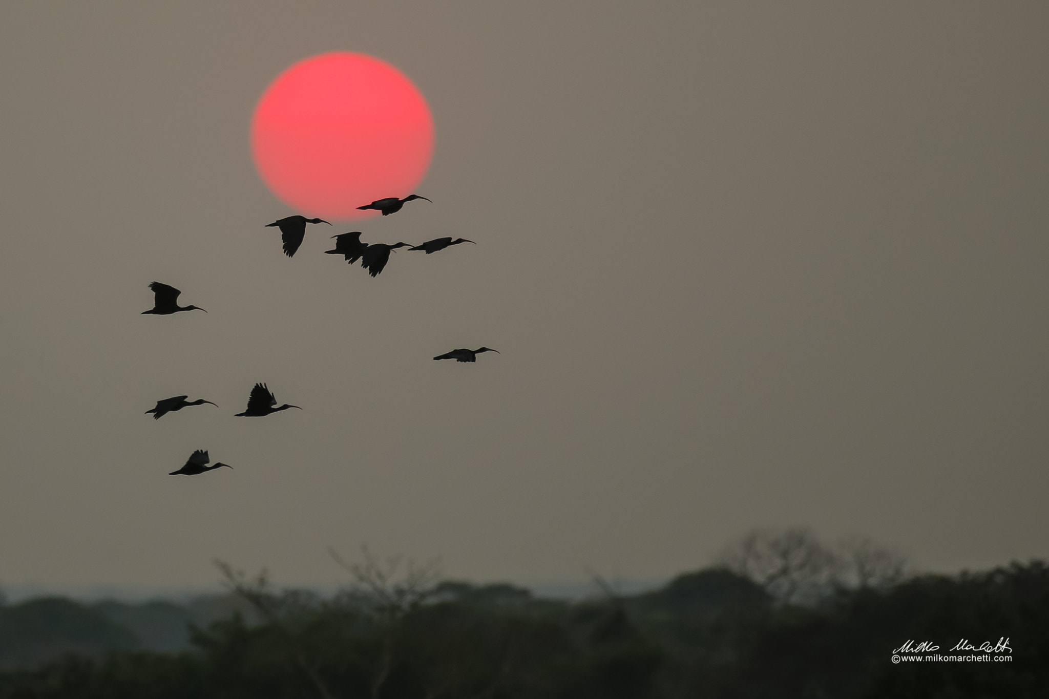 Canon EF 300mm f/2.8L + 1.4x sample photo. Sunset in pantanal photography