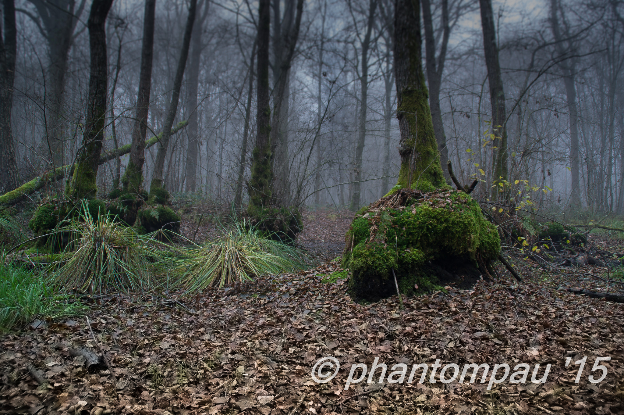Tamron SP 24-70mm F2.8 Di VC USD sample photo. Bosque encantado photography