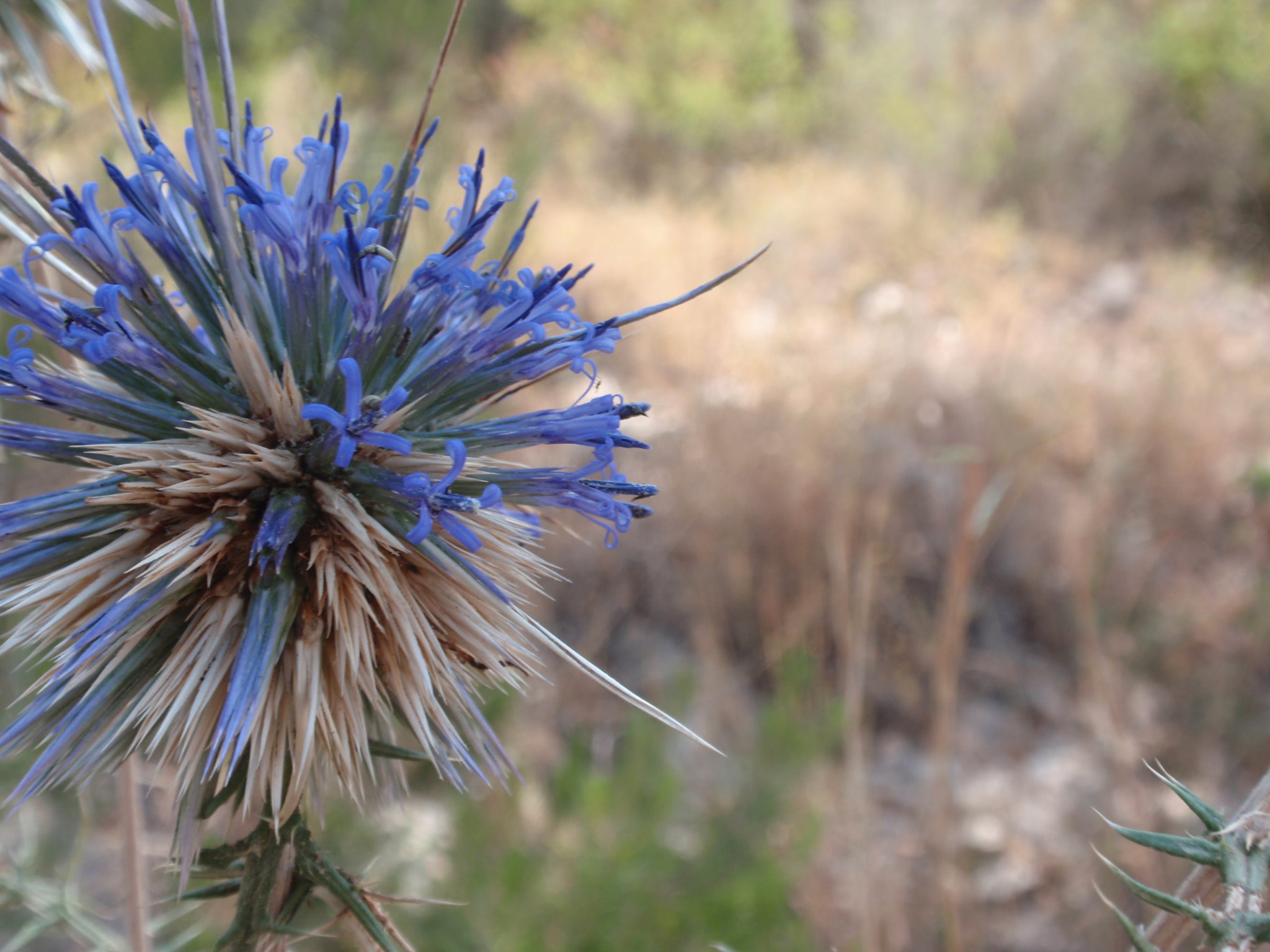 Olympus u1010,S1010 sample photo. Blue flower photography