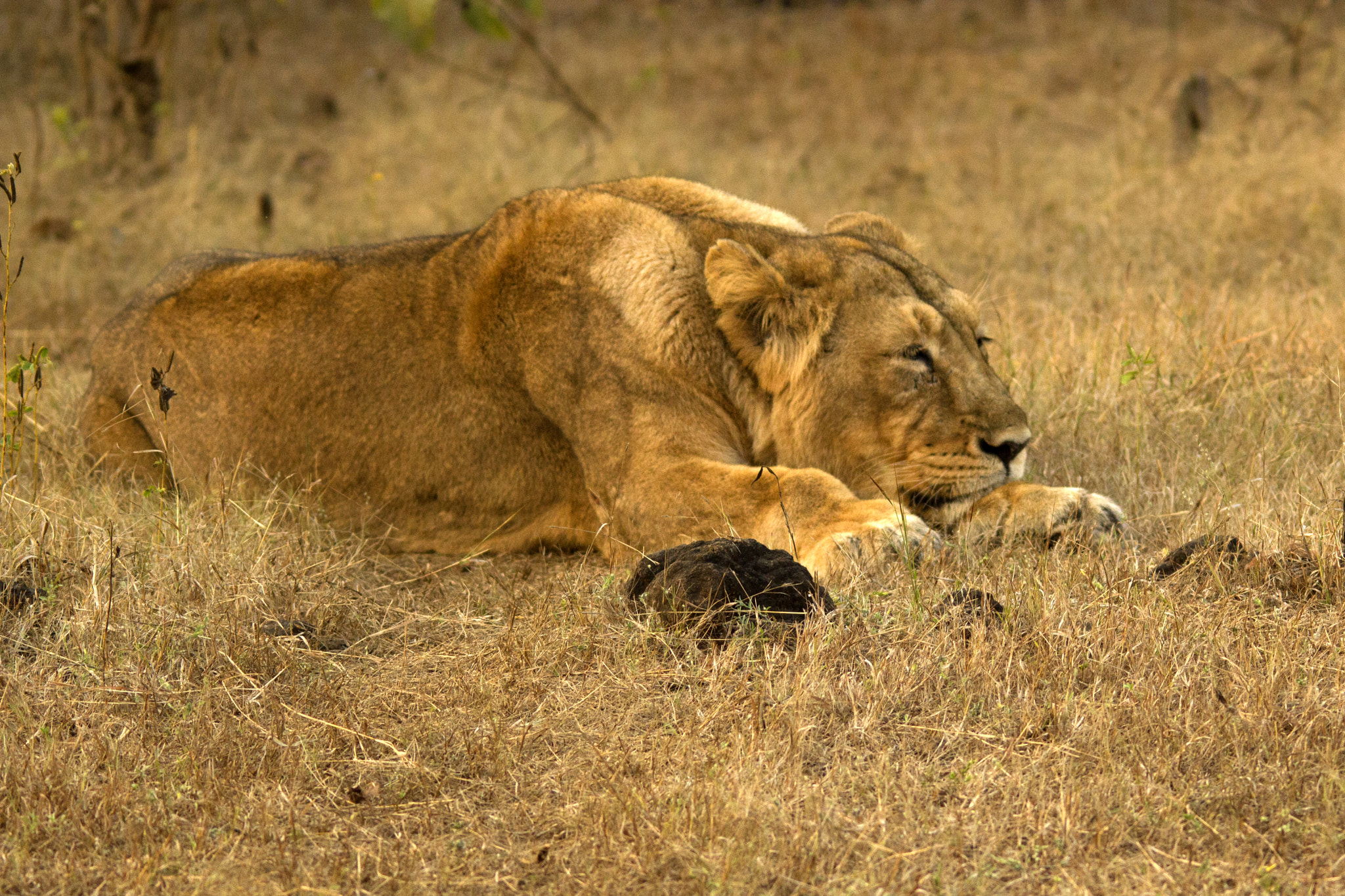 Canon EOS 550D (EOS Rebel T2i / EOS Kiss X4) + Sigma 150-500mm F5-6.3 DG OS HSM sample photo. Asiatic lions from gir photography