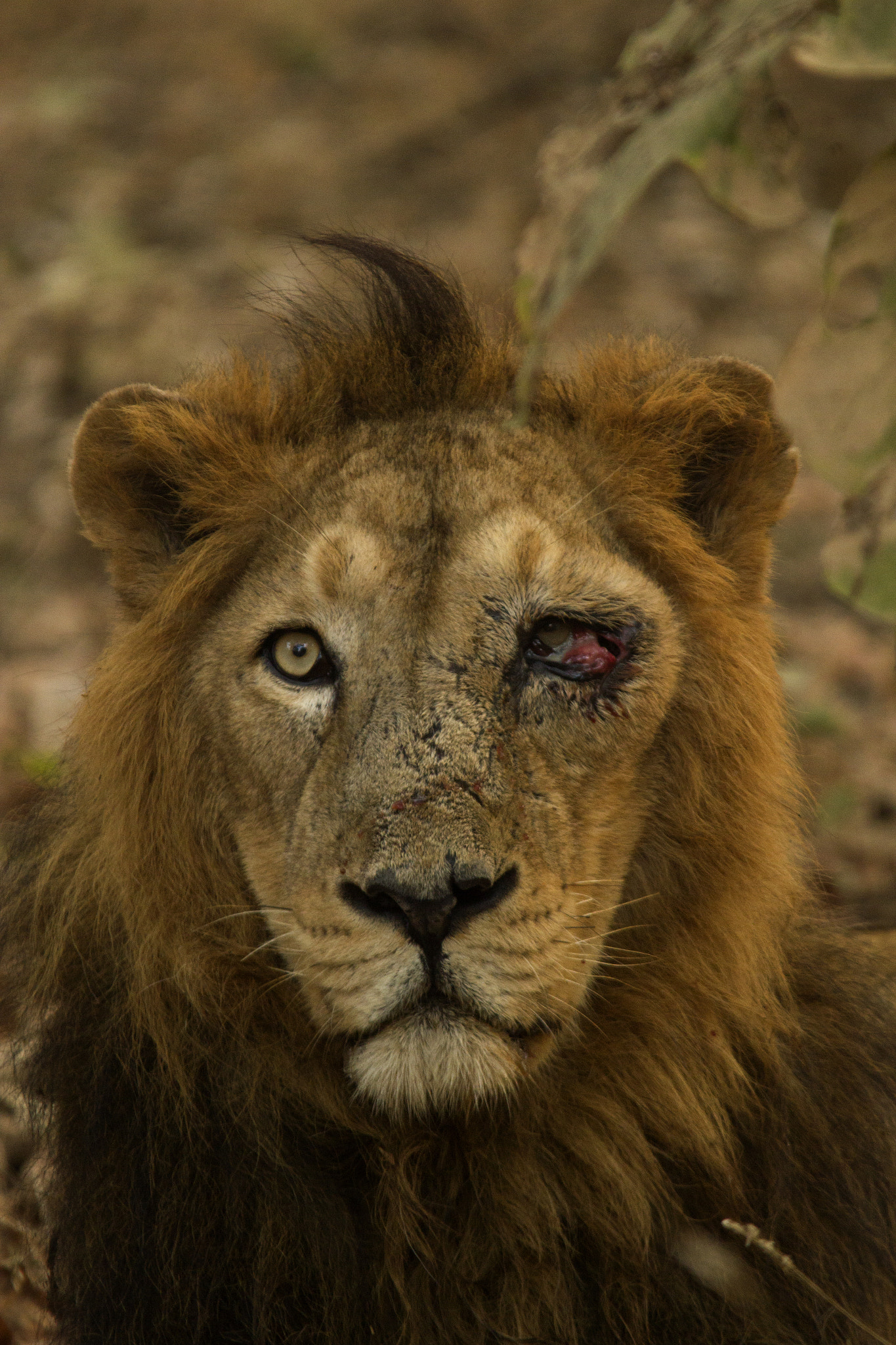 Sigma 150-500mm F5-6.3 DG OS HSM sample photo. Asiatic lions from gir photography