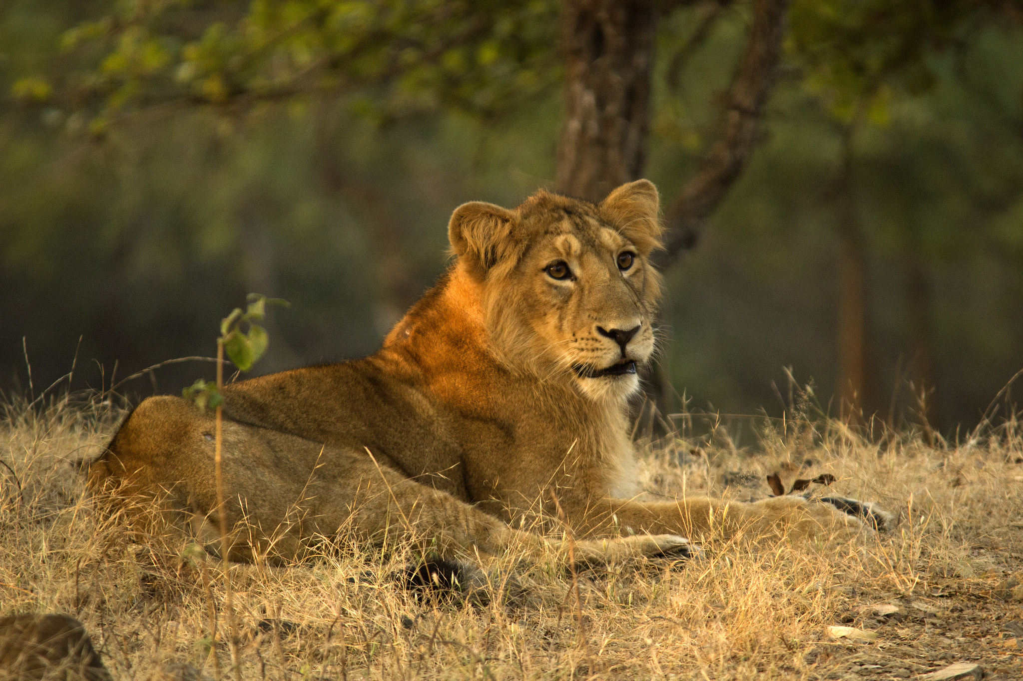Sigma 150-500mm F5-6.3 DG OS HSM sample photo. Asiatic lions from gir photography