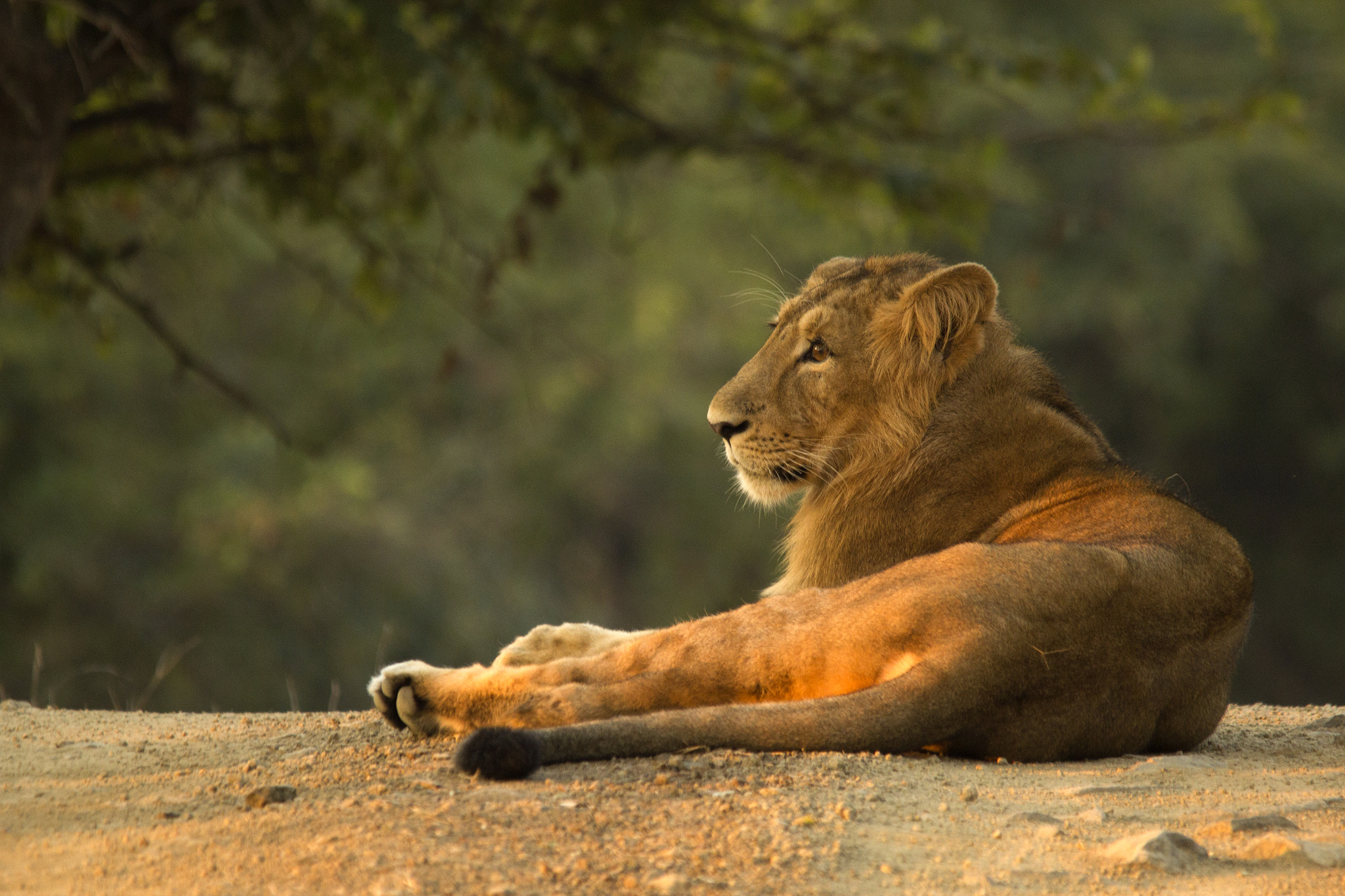 Sigma 150-500mm F5-6.3 DG OS HSM sample photo. Asiatic lions from gir photography