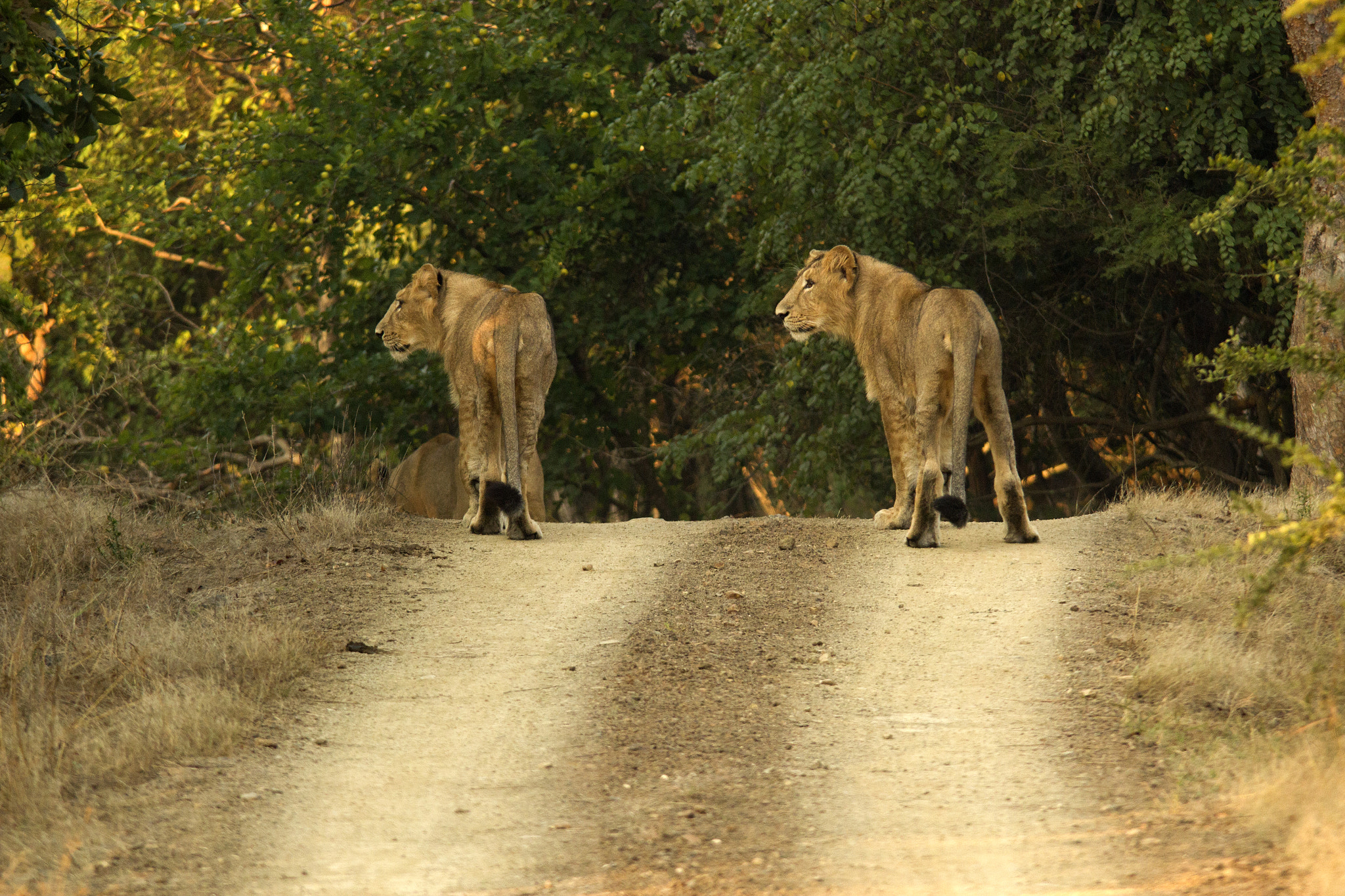 Canon EOS 550D (EOS Rebel T2i / EOS Kiss X4) + Sigma 150-500mm F5-6.3 DG OS HSM sample photo. Asiatic lions from gir photography