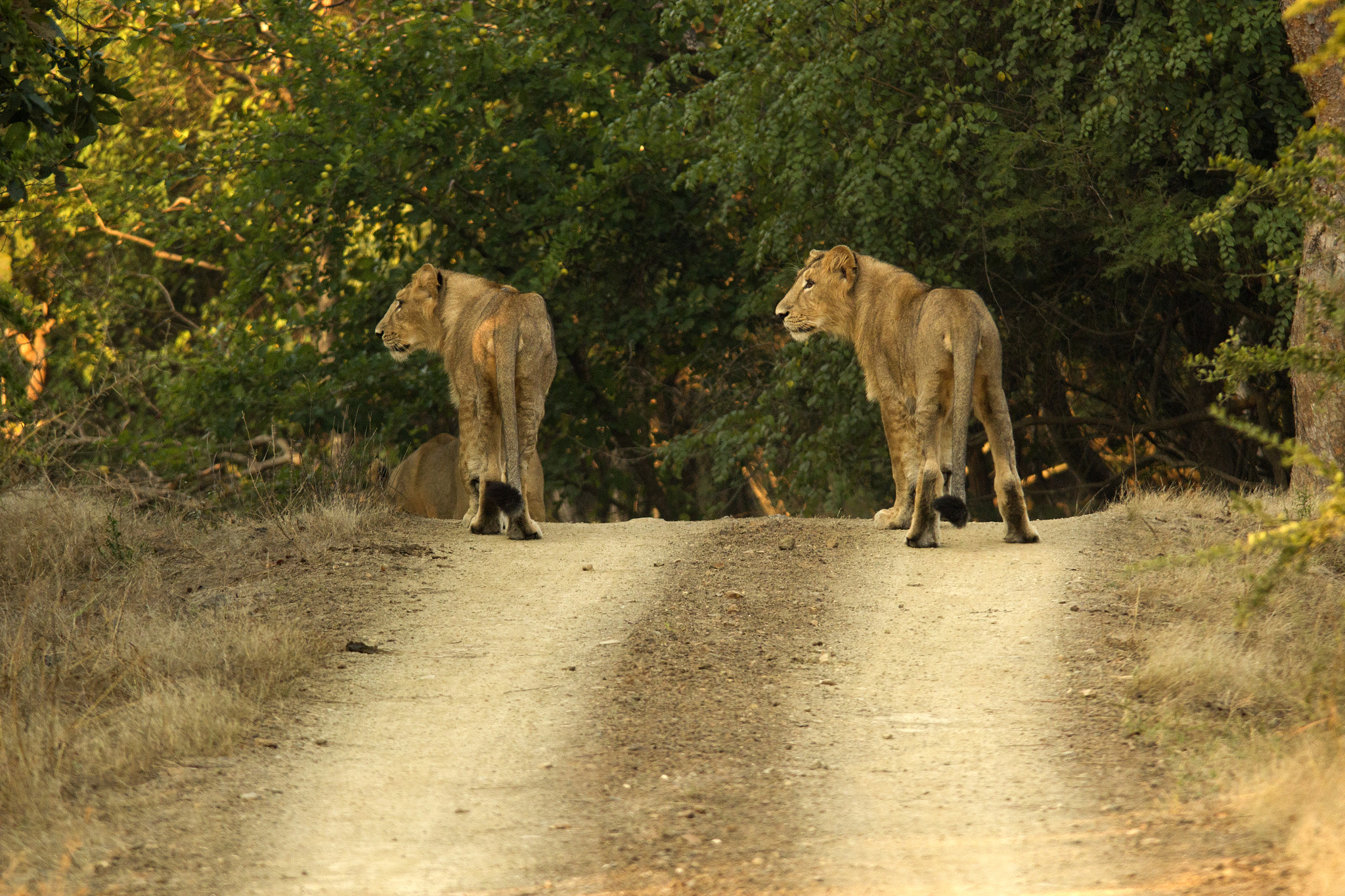 Sigma 150-500mm F5-6.3 DG OS HSM sample photo. Asiatic lions from gir photography