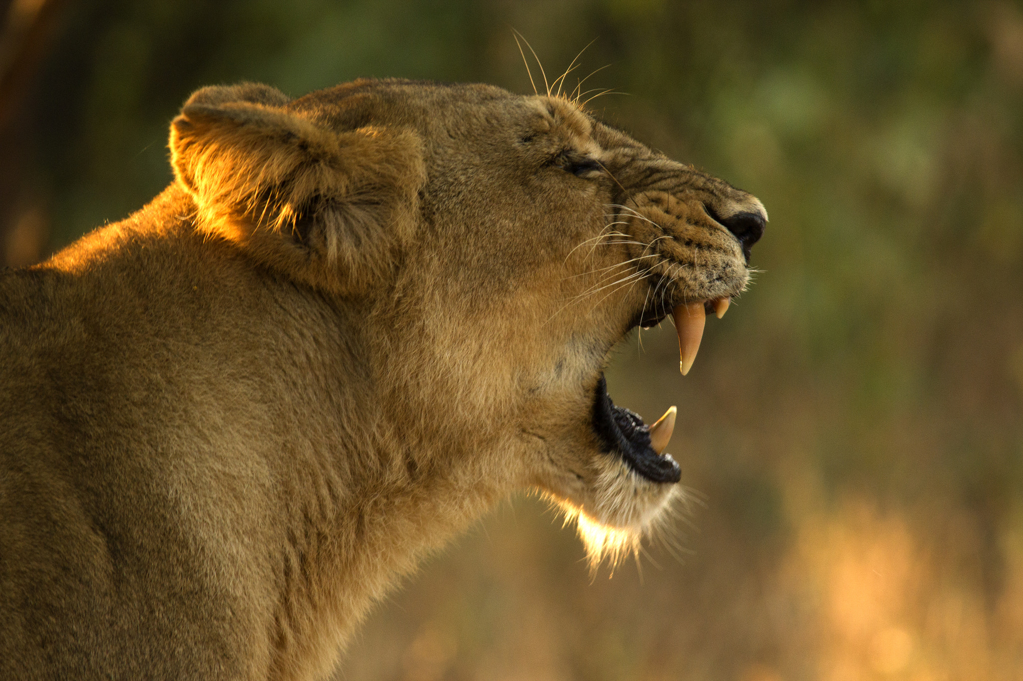 Sigma 150-500mm F5-6.3 DG OS HSM sample photo. Asiatic lions from gir photography