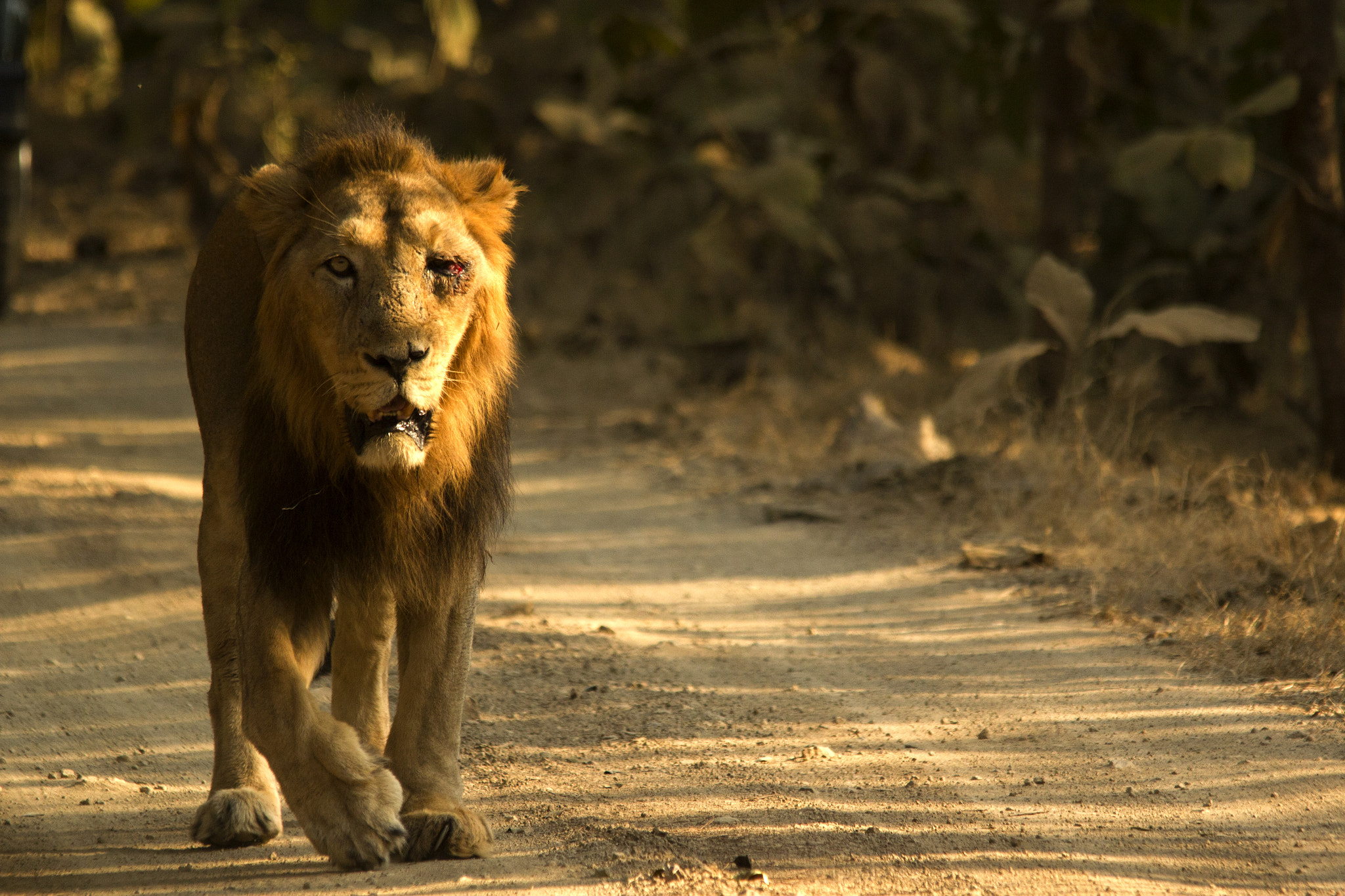 Sigma 150-500mm F5-6.3 DG OS HSM sample photo. Asiatic lions from gir photography