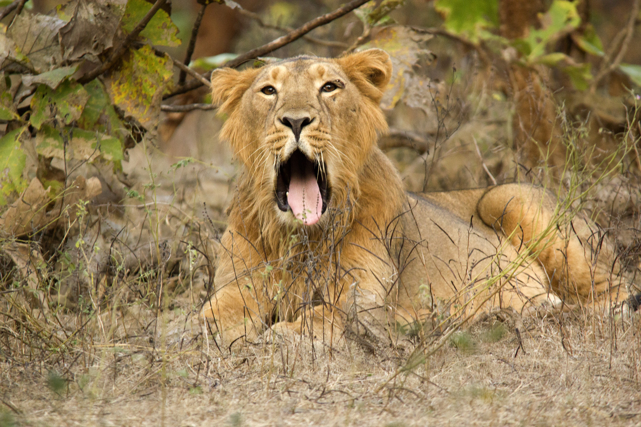 Sigma 150-500mm F5-6.3 DG OS HSM sample photo. Asiatic lions from gir photography