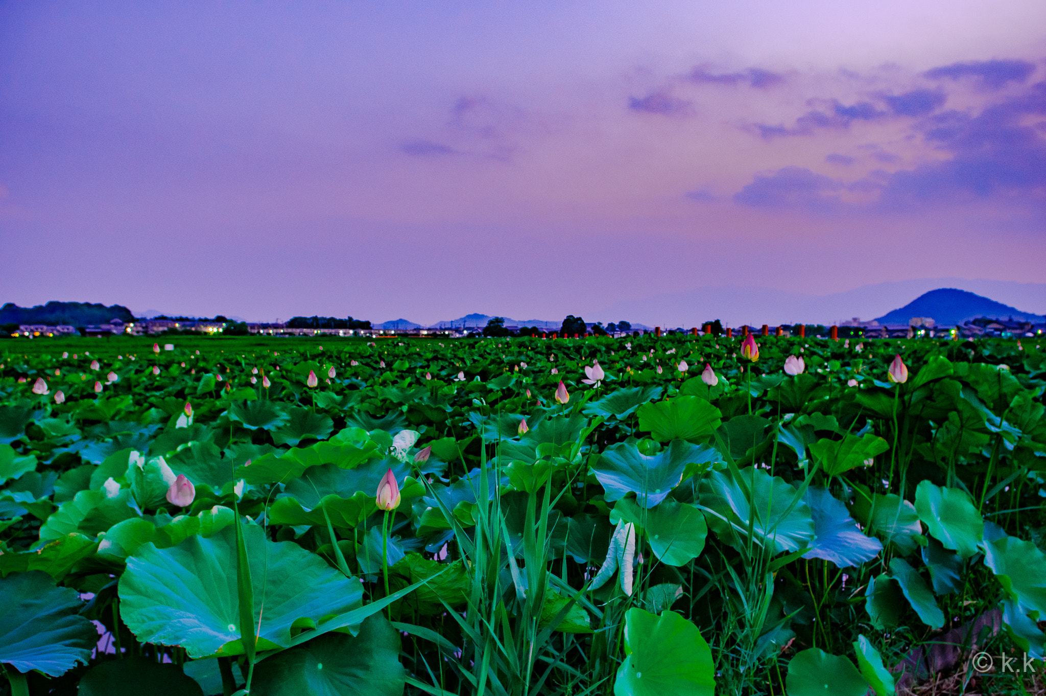 Pentax K-3 sample photo. Lotus spots in nara photography