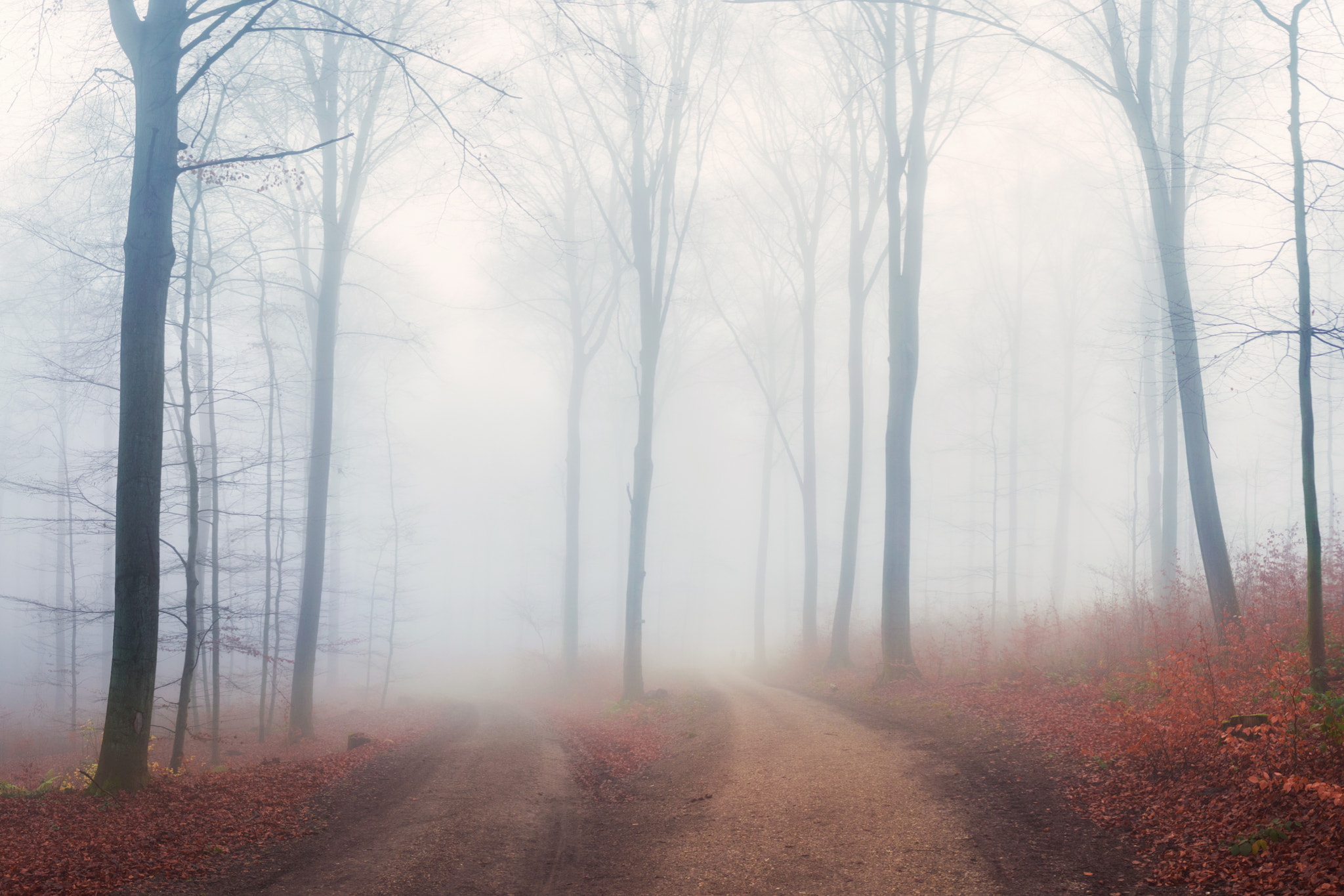 Sigma 18-50mm F2.8-4.5 DC OS HSM sample photo. Morning in the woods / koblenz photography