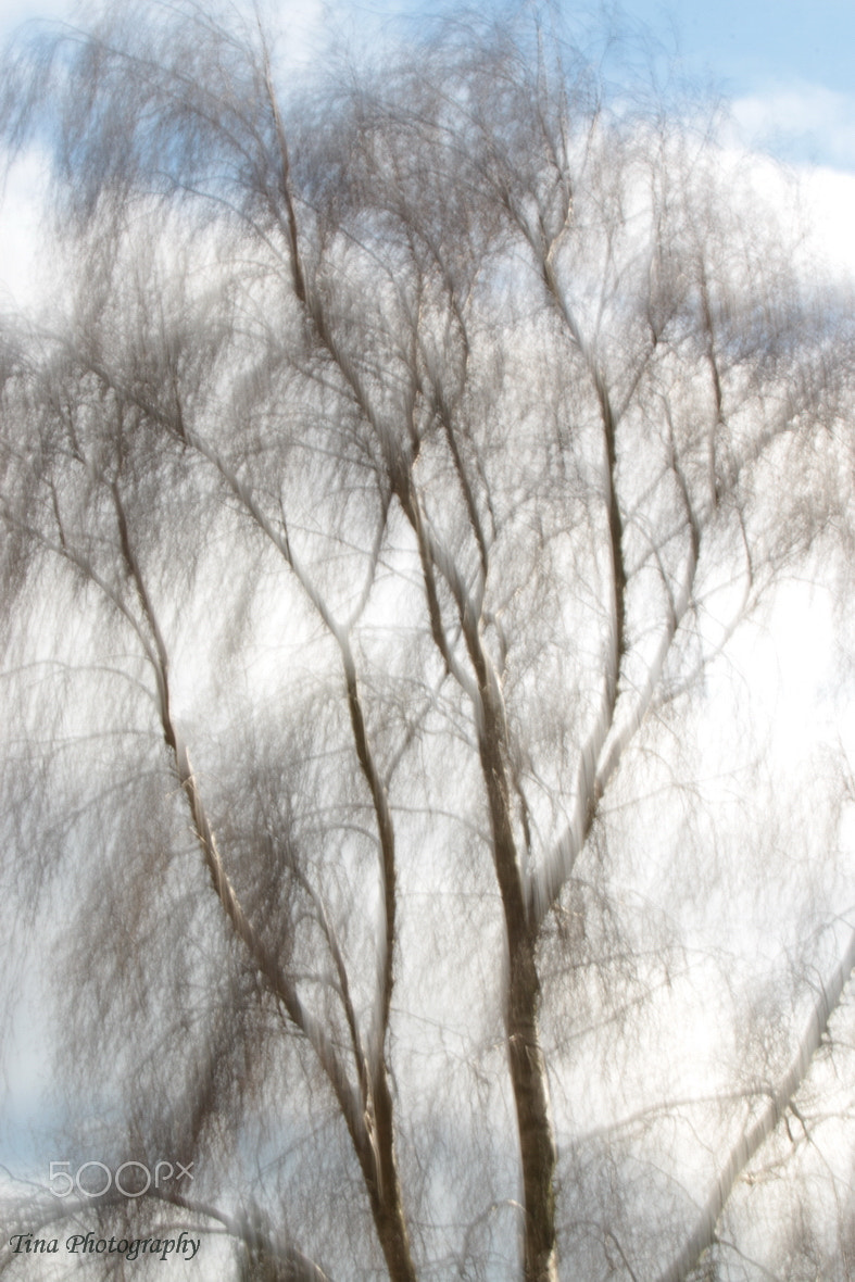 Canon EOS 70D + Canon EF 22-55mm f/4-5.6 USM sample photo. Abstract of a tree photography