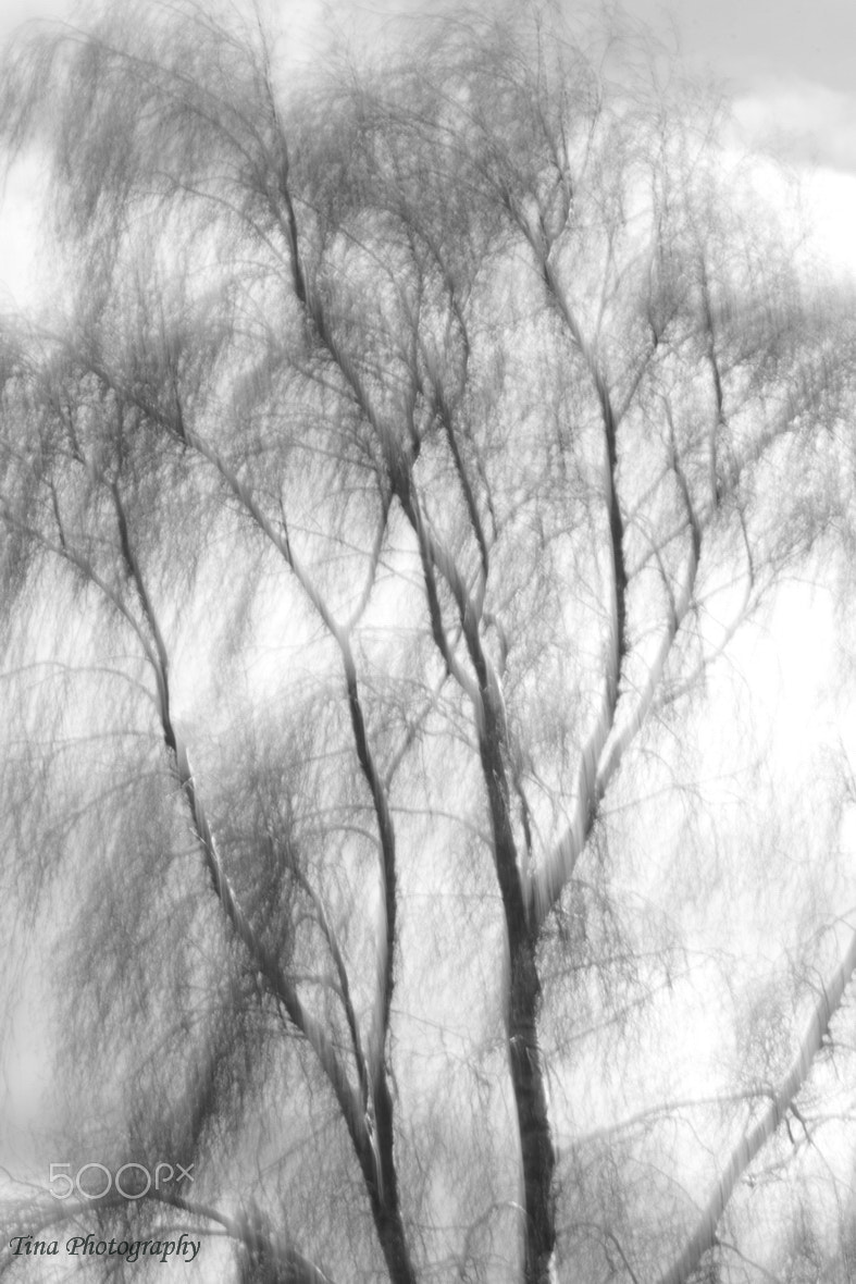 Canon EOS 70D + Canon EF 22-55mm f/4-5.6 USM sample photo. Abstract tree in black and white photography