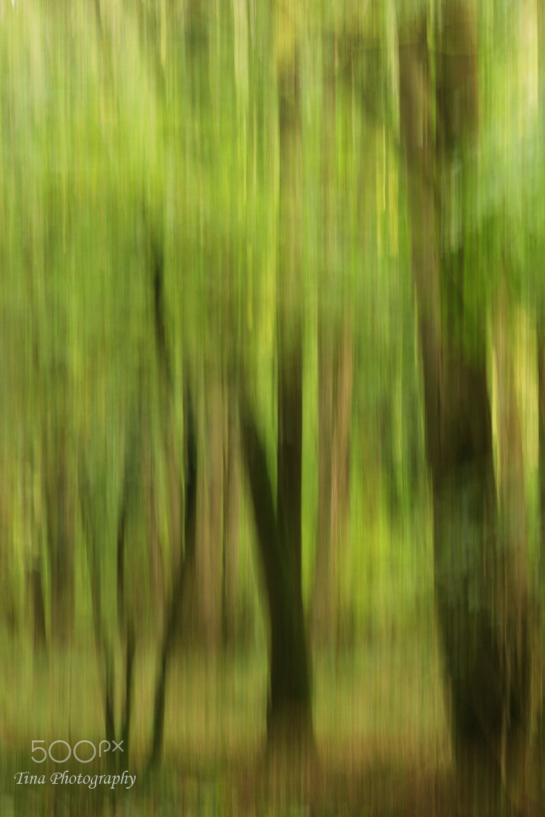 Canon EOS 70D + Canon EF 22-55mm f/4-5.6 USM sample photo. Abstract woods photography