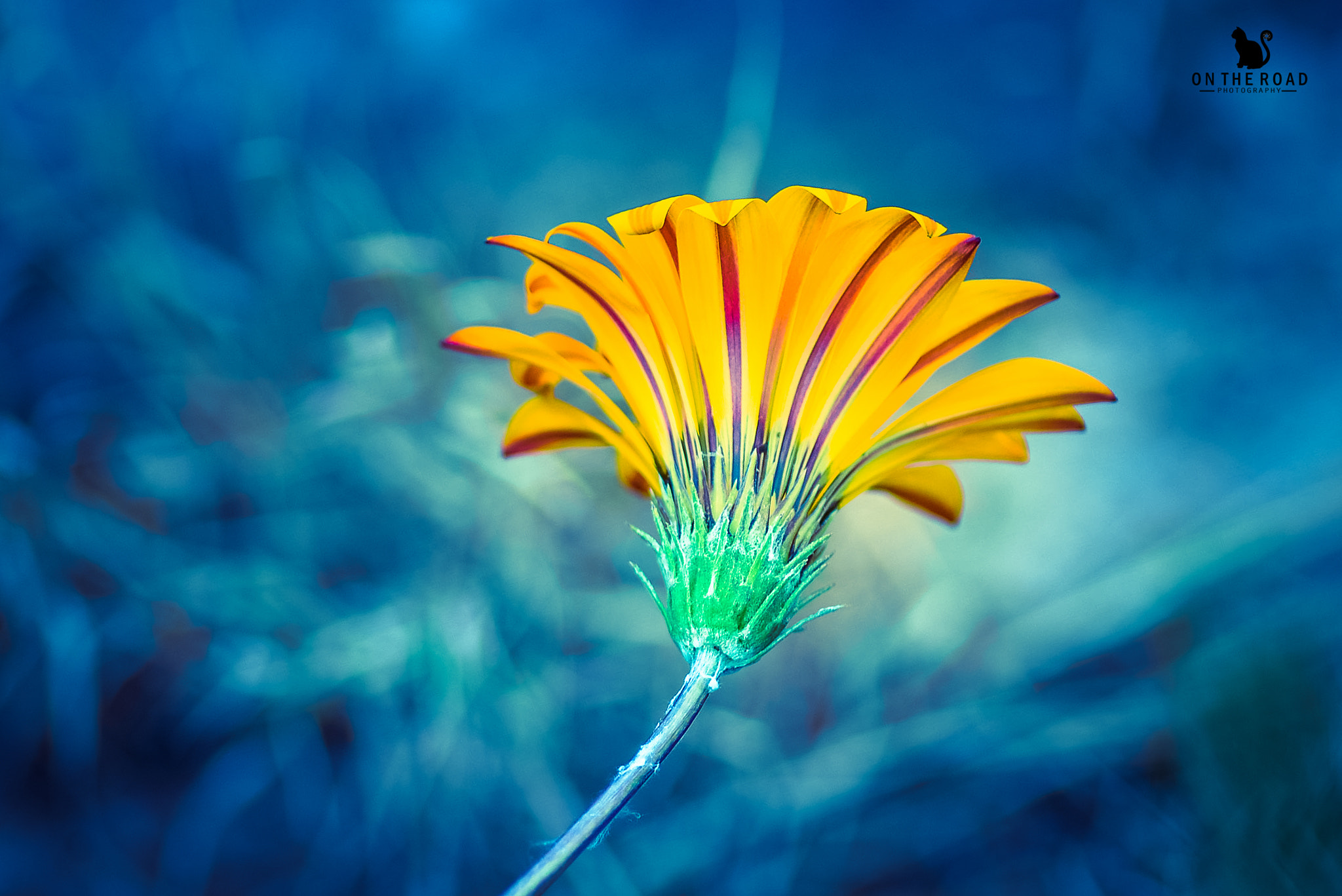 AF Nikkor 300mm f/4 IF-ED sample photo. Flower photography