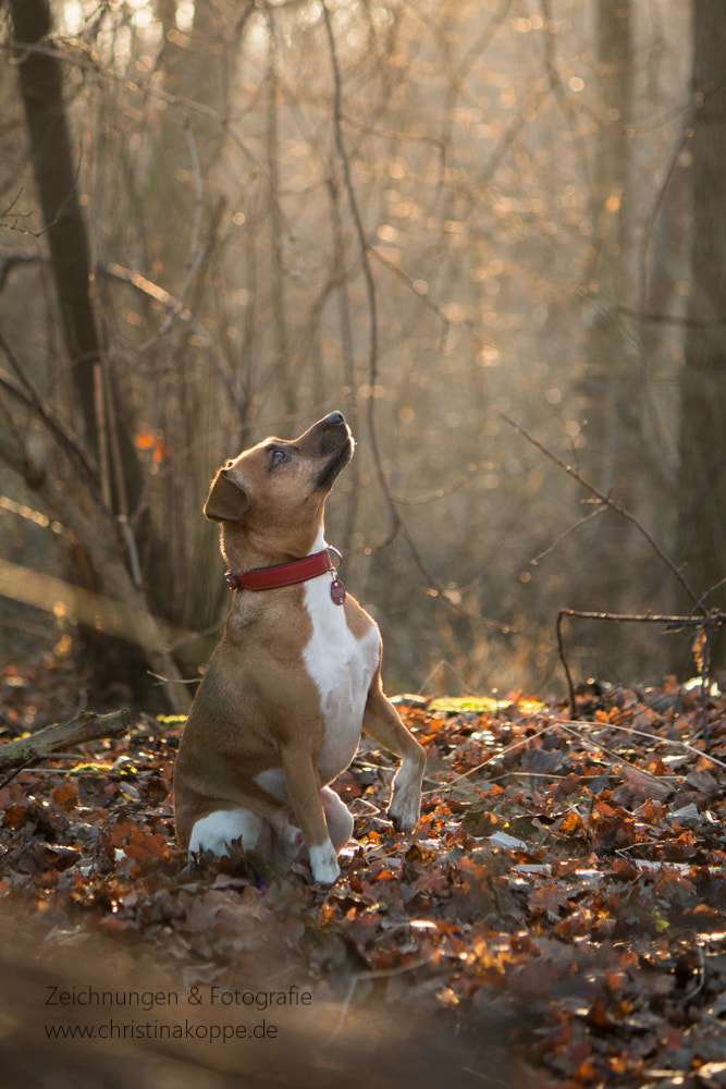 Canon EF-S 55-250mm F4-5.6 IS sample photo. Rambo photography
