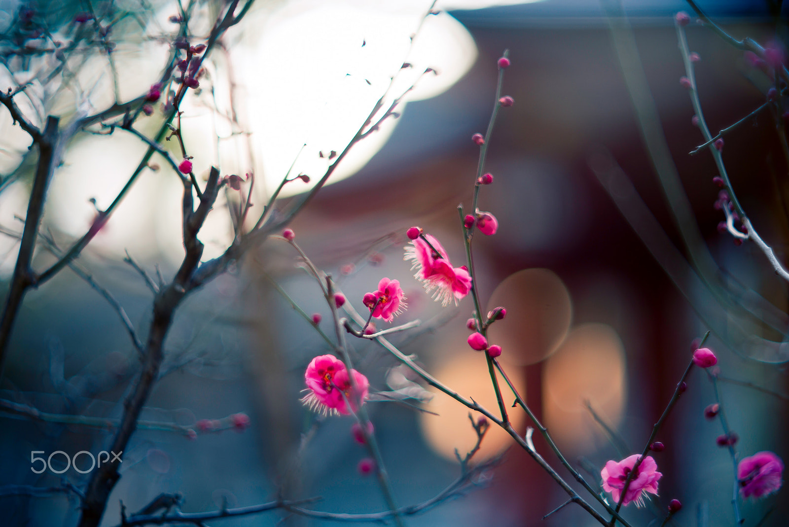 Noctilux-M 1:1/50 sample photo. Blossoms at dusk photography