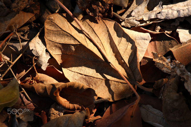Canon EF 75-300mm f/4-5.6 USM sample photo. 0176.jpg photography