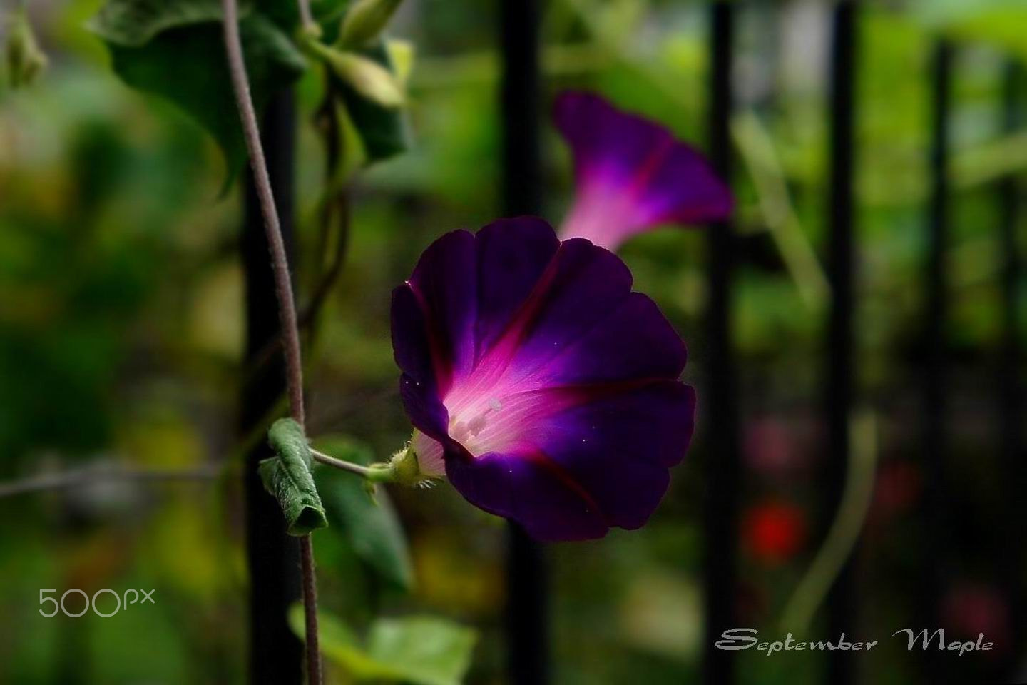 Sony NEX-5C sample photo. 紫色牵牛花2 photography