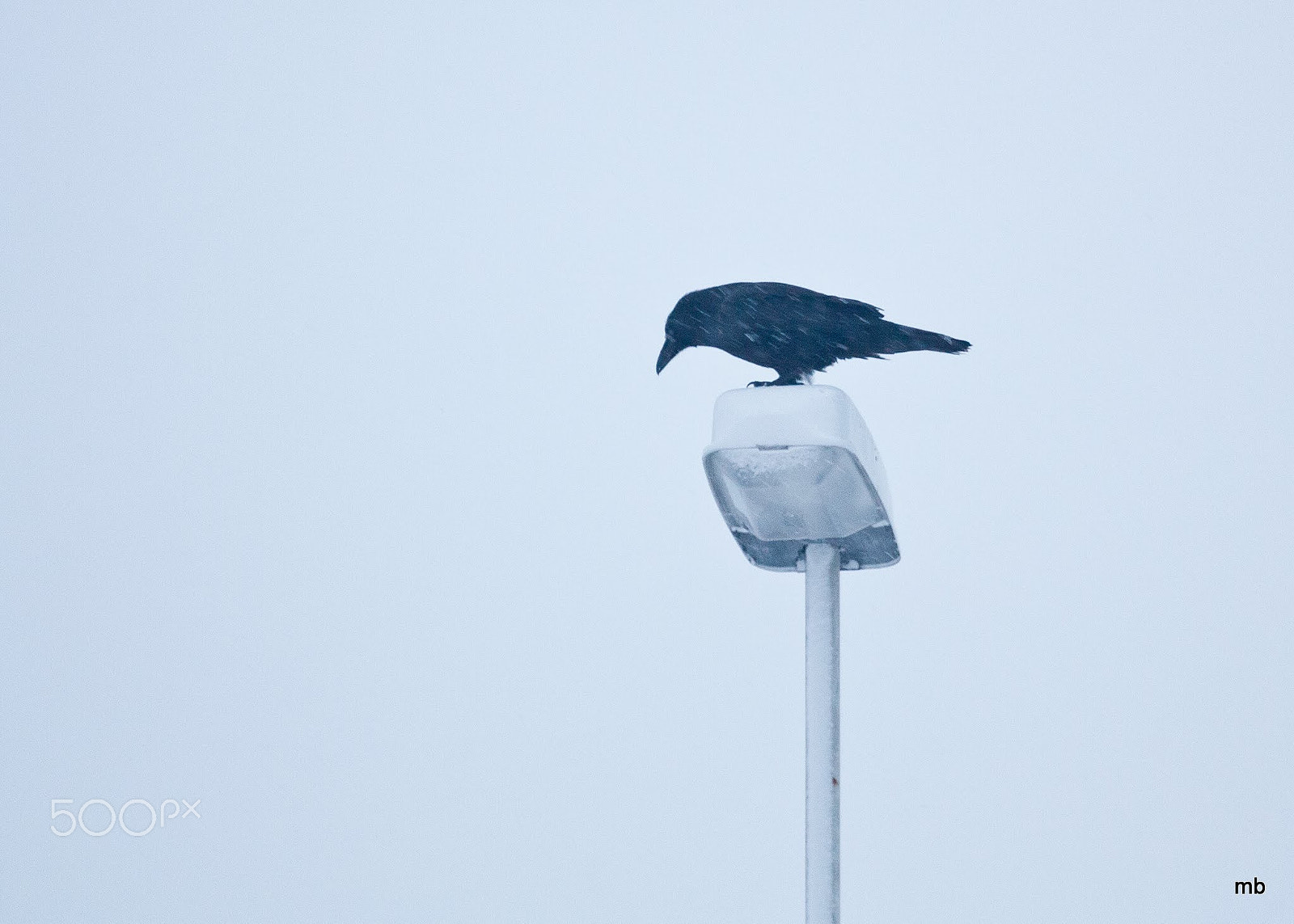 Canon EOS 450D (EOS Rebel XSi / EOS Kiss X2) + Canon EF 70-200mm F4L USM sample photo. Common raven in the snow photography