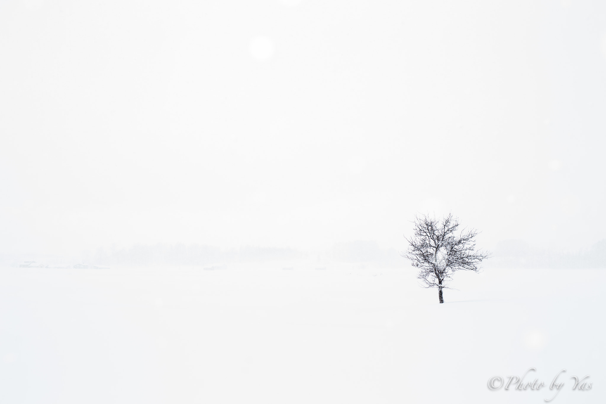 ZEISS Planar T* 50mm F1.4 sample photo. Lonely tree photography