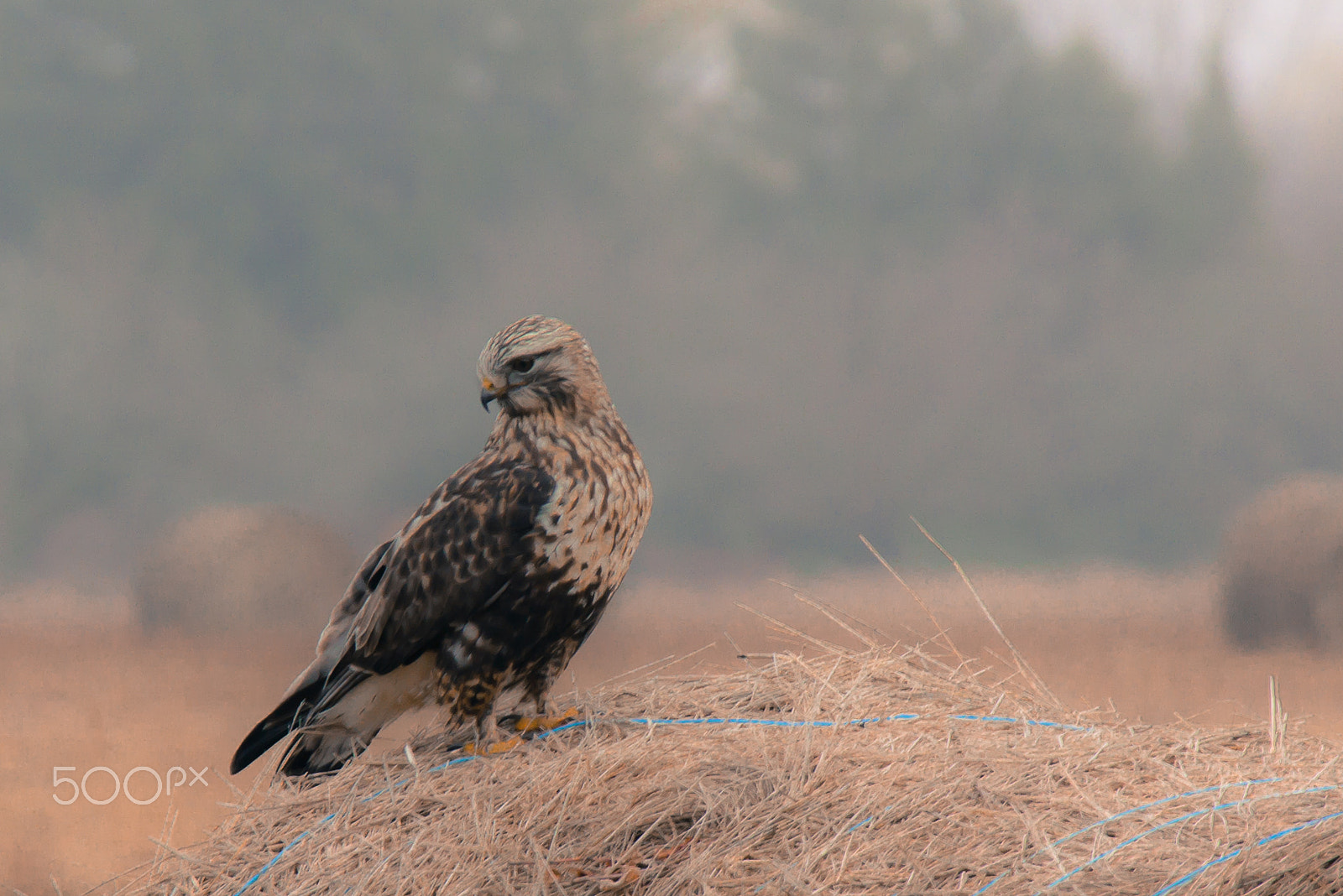 Samsung NX2000 + Samsung NX 50-200mm F4-5.6 ED OIS sample photo. Feathered wanderer photography