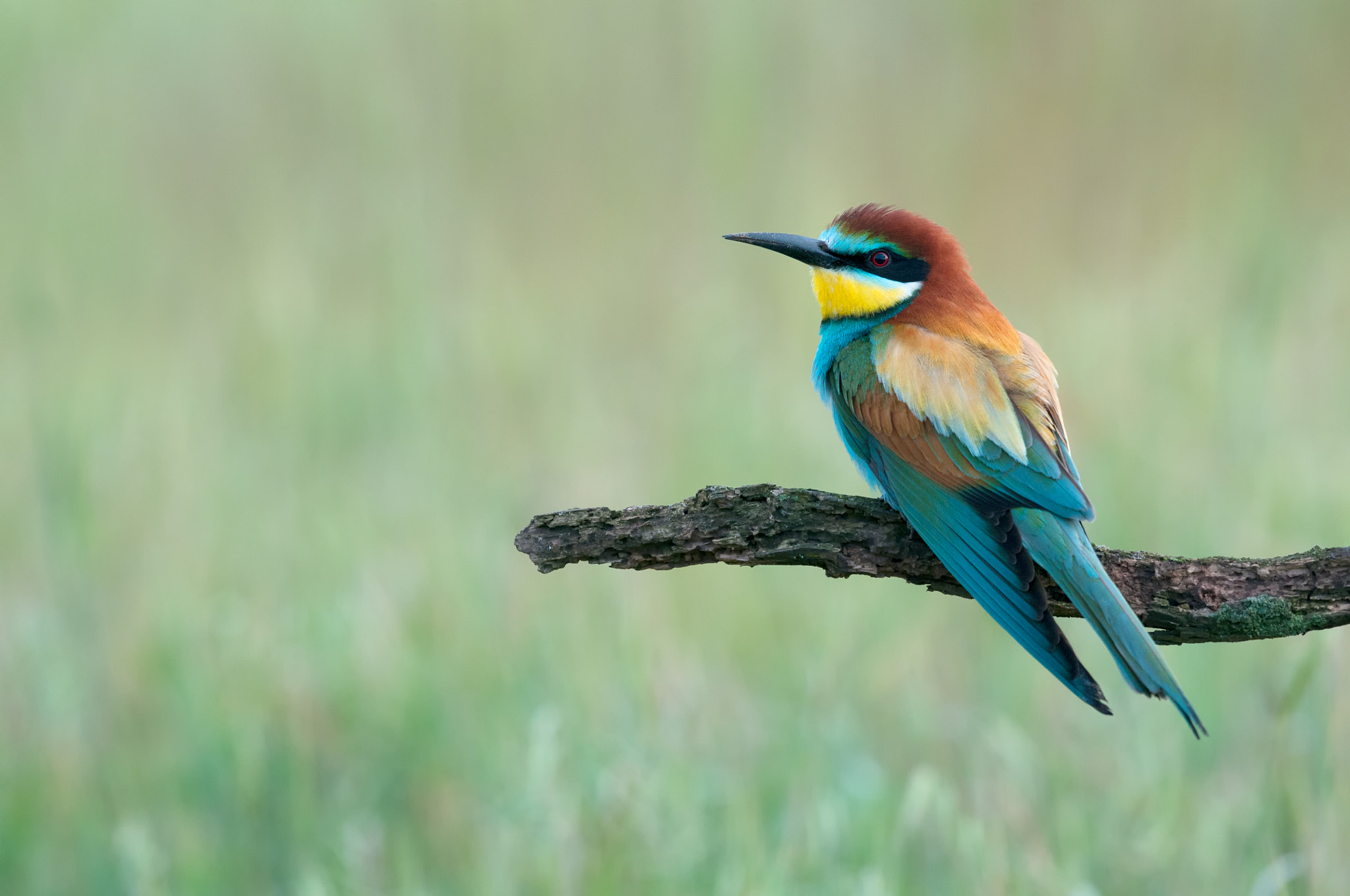 Nikon D300 + Nikon AF-S Nikkor 500mm F4G ED VR sample photo. European bee-eater photography