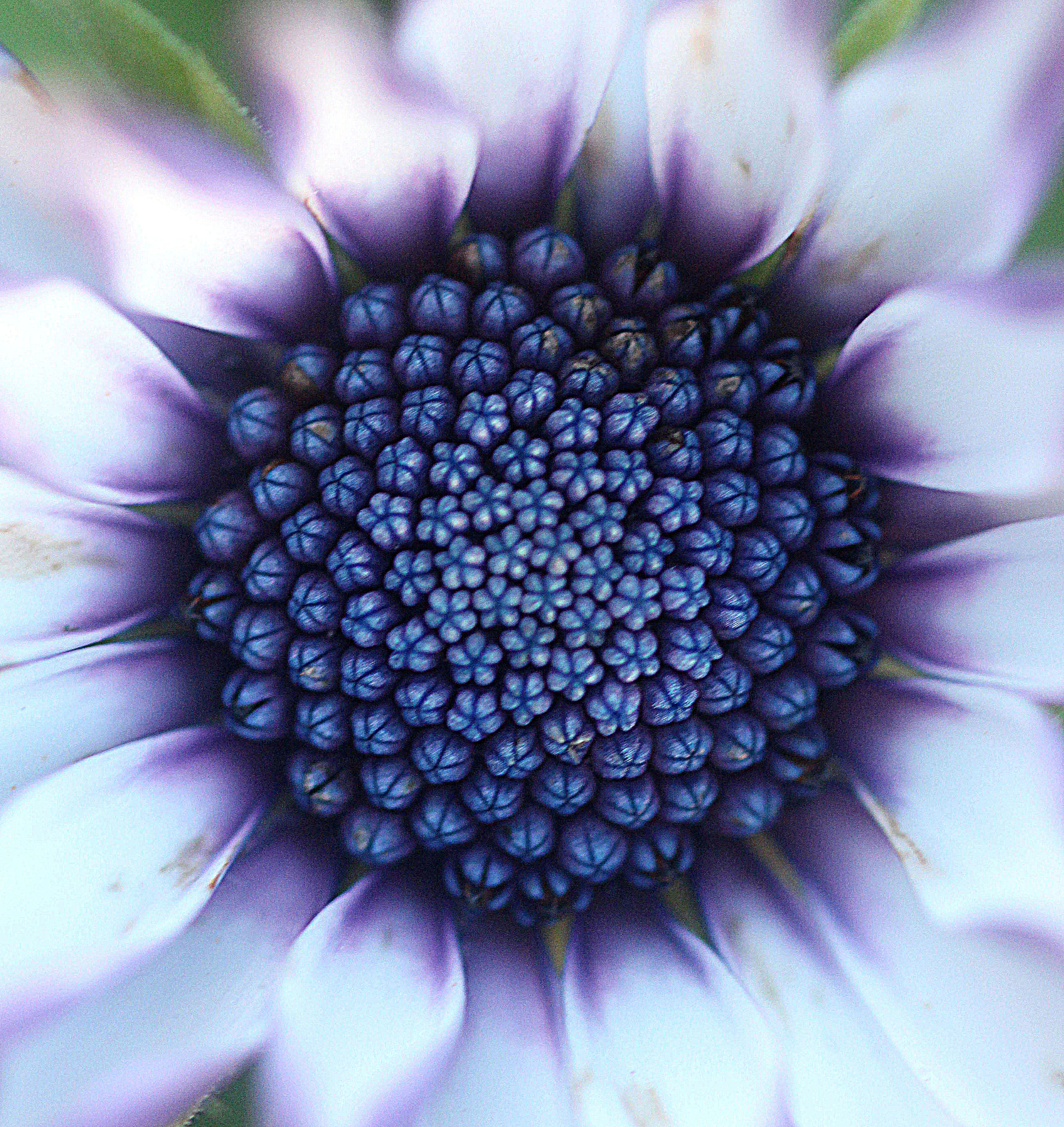 Canon EOS 700D (EOS Rebel T5i / EOS Kiss X7i) + Canon EF 100mm F2.8 Macro USM sample photo. Macro flower photography