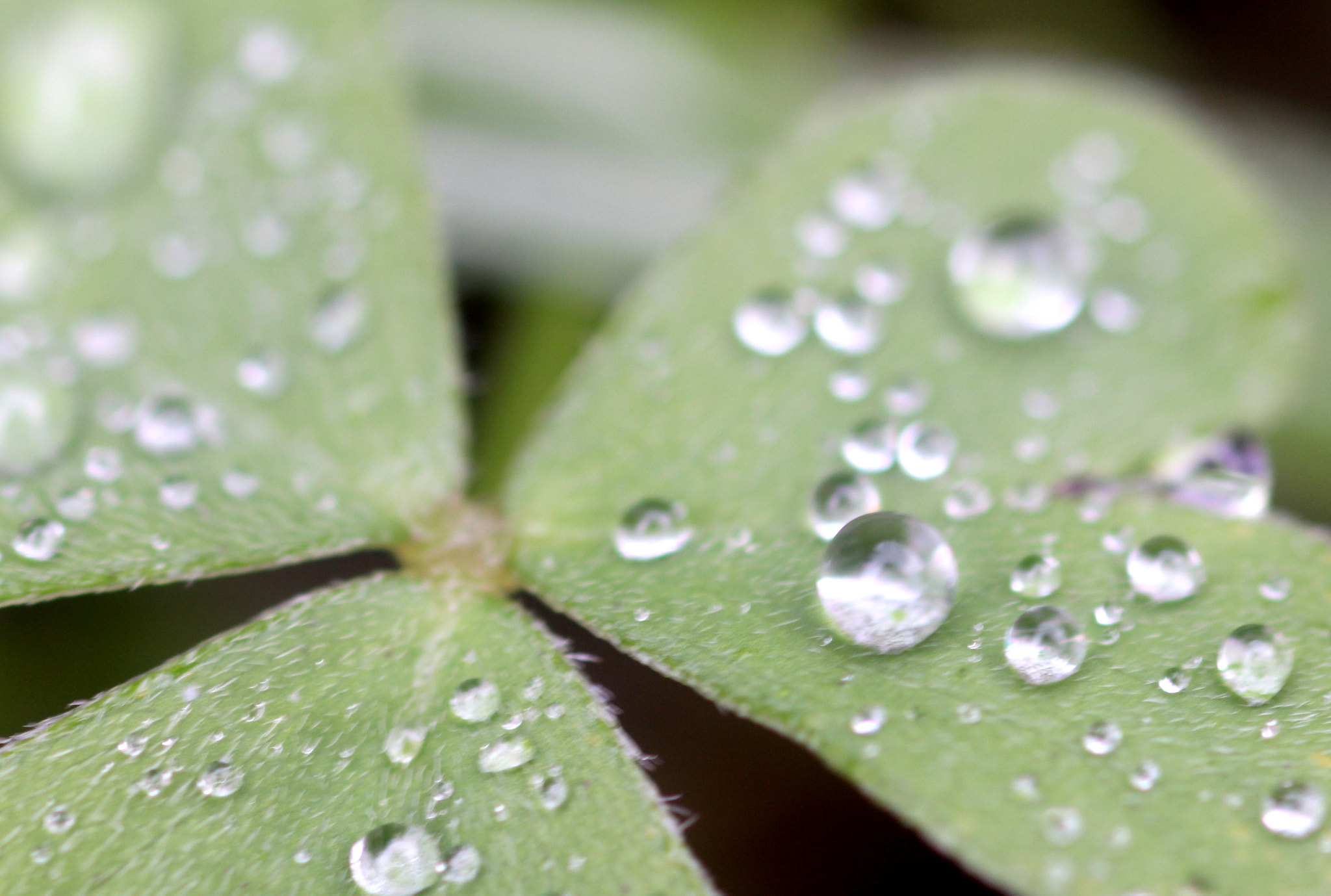 Canon EF 100mm F2.8 Macro USM sample photo. Raindrop clover photography