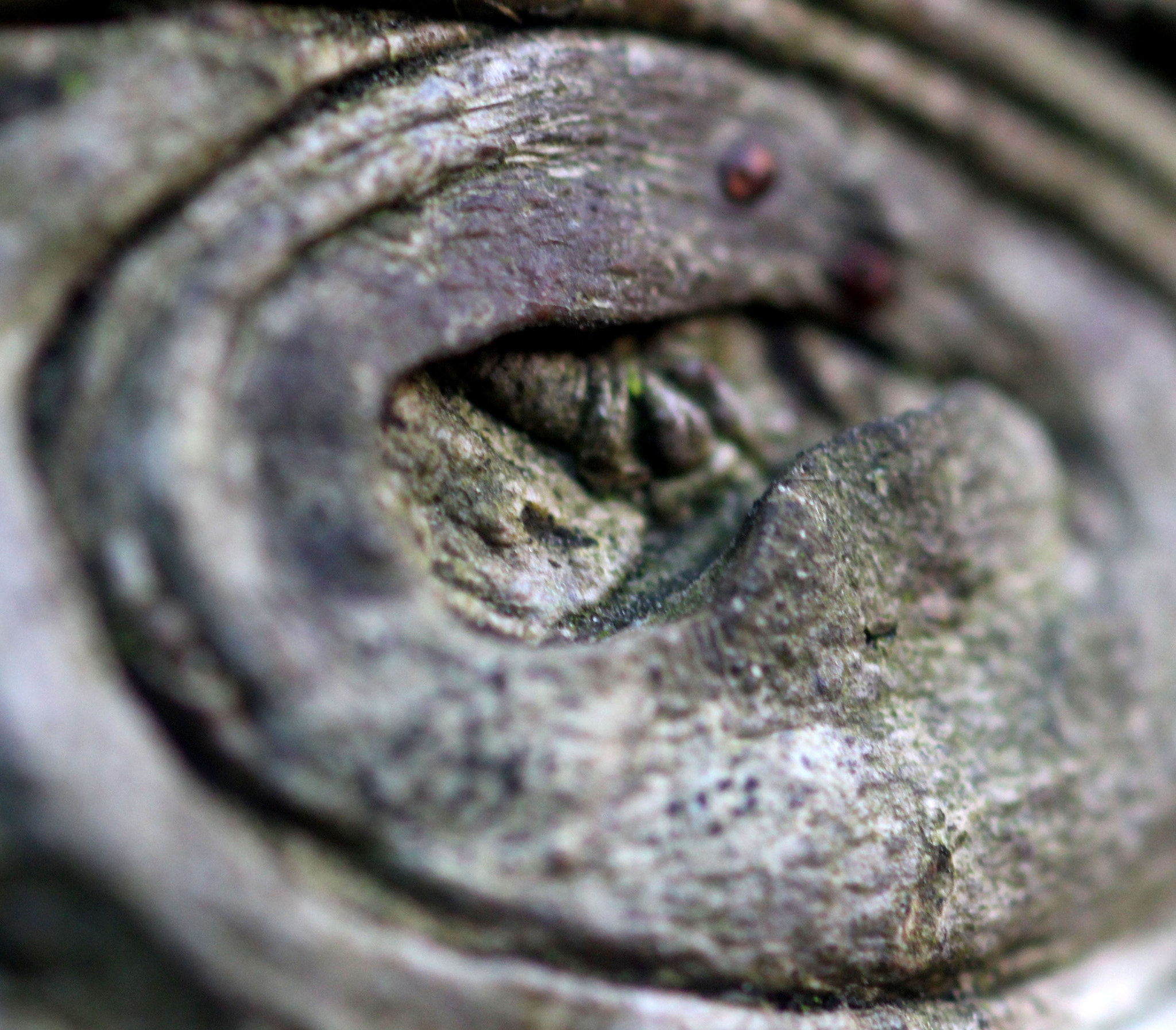 Canon EOS 700D (EOS Rebel T5i / EOS Kiss X7i) + Canon EF 100mm F2.8 Macro USM sample photo. Tree bark macro photography
