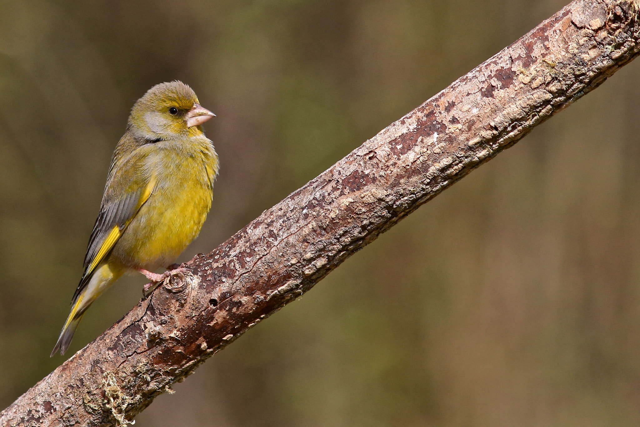 Canon EF 300mm F4L IS USM sample photo. Verdone photography