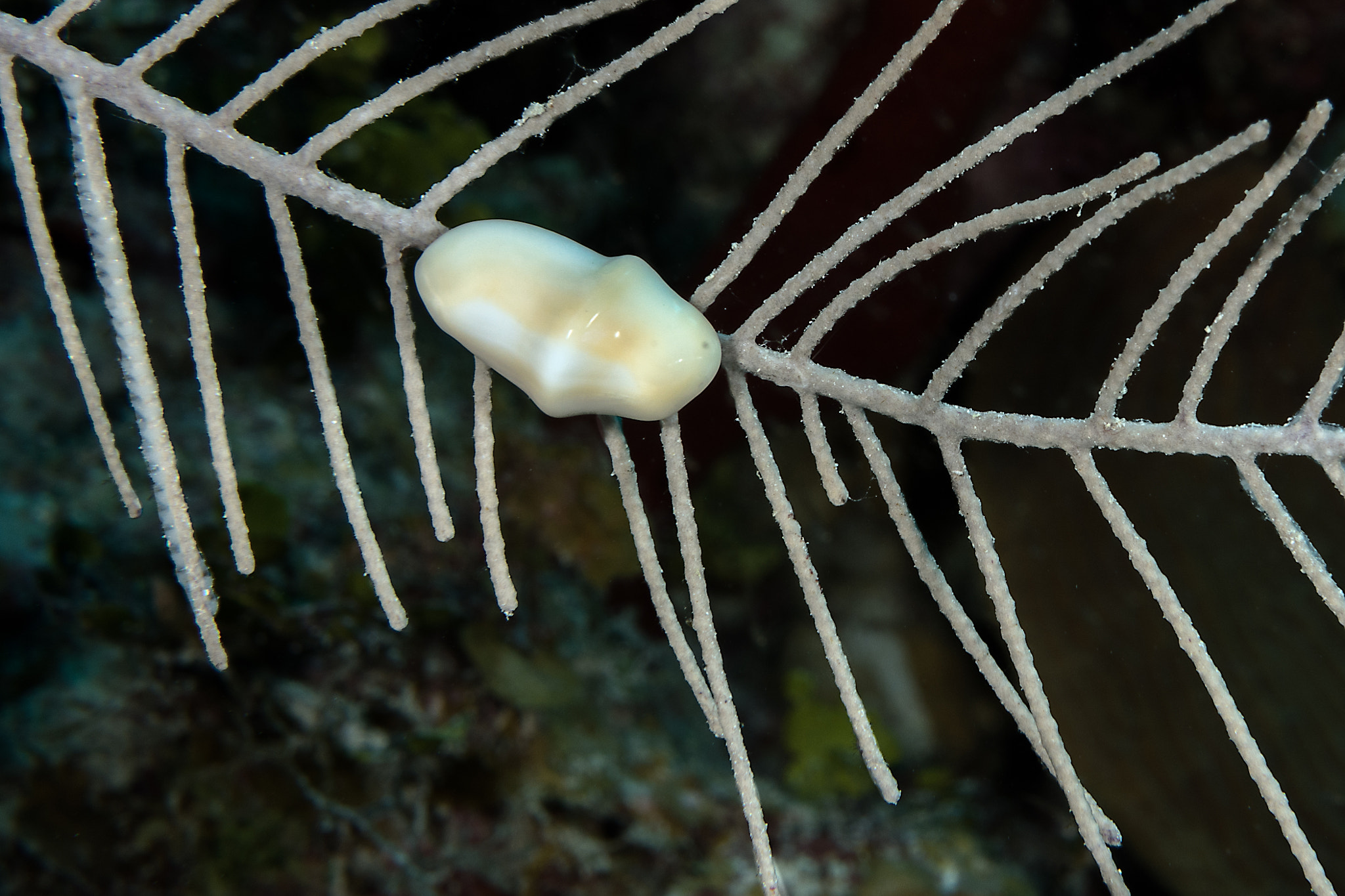Nikon AF-S Micro-Nikkor 60mm F2.8G ED sample photo. Flamingo tongue snail photography