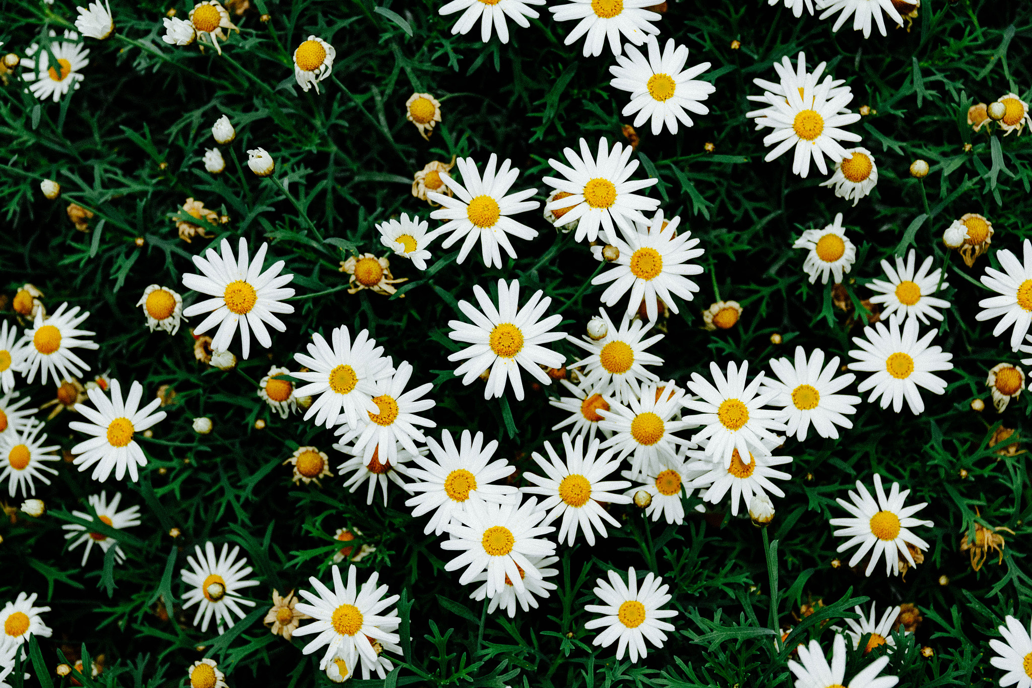 Canon EOS 550D (EOS Rebel T2i / EOS Kiss X4) sample photo. Daisy photography
