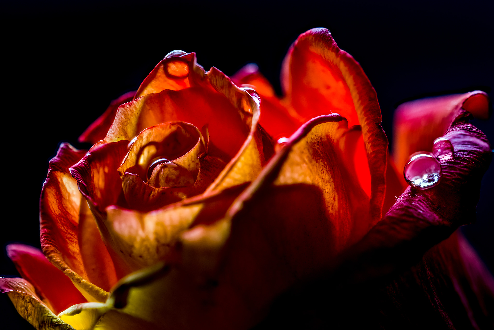 Sigma 150mm f/2.8 EX DG OS HSM APO Macro sample photo. Drops on a rose photography