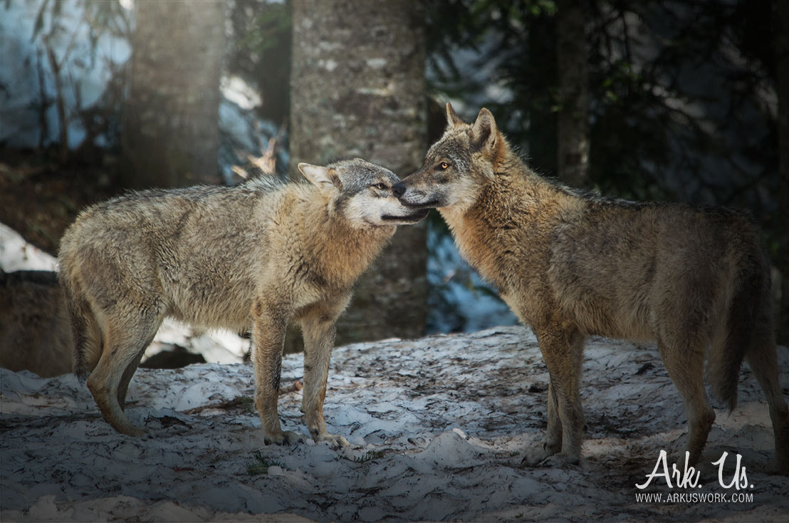Sigma 120-400mm F4.5-5.6 DG OS HSM sample photo. Wolves photography