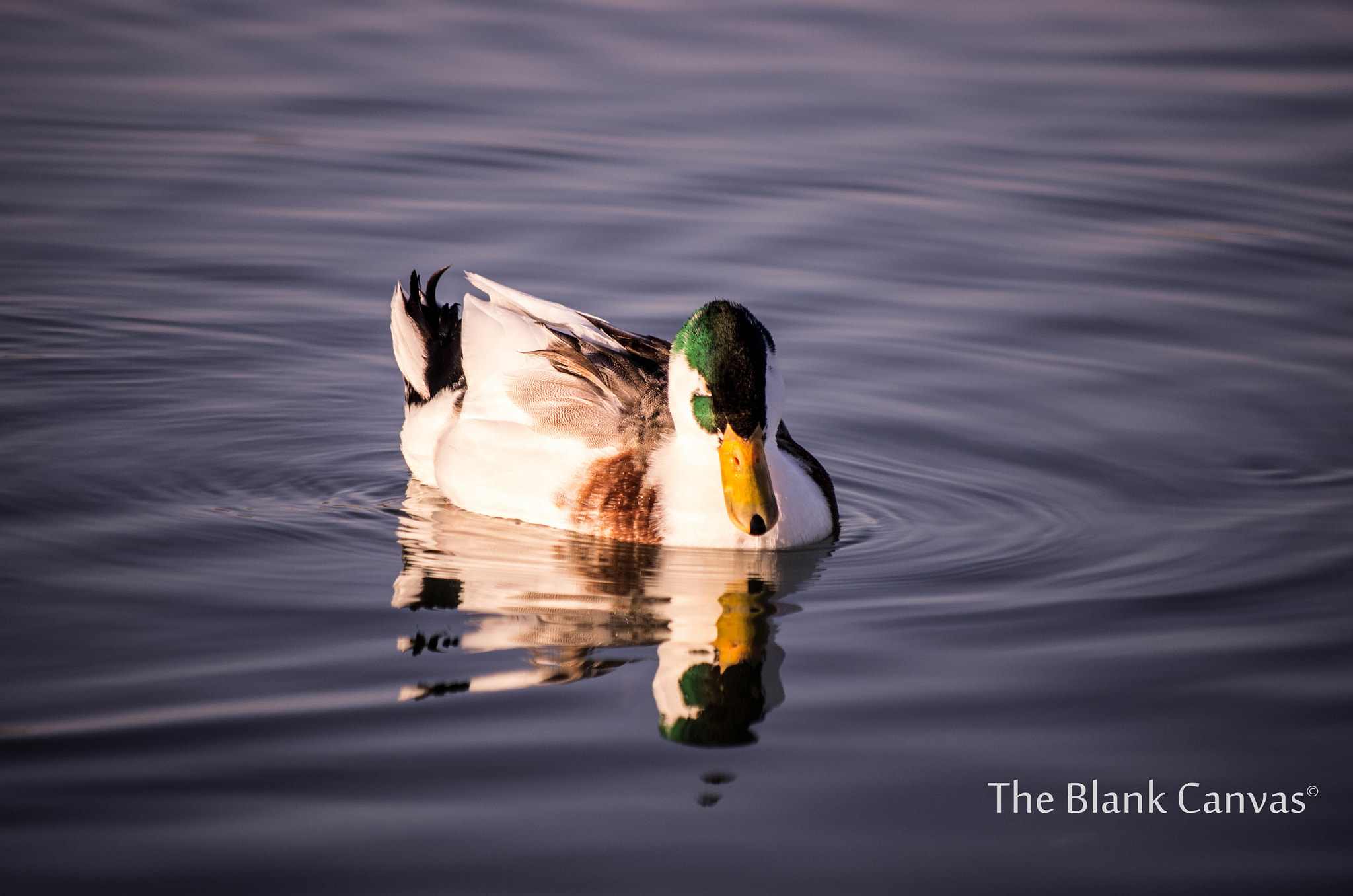 Pentax K-5 sample photo. Green duck photography